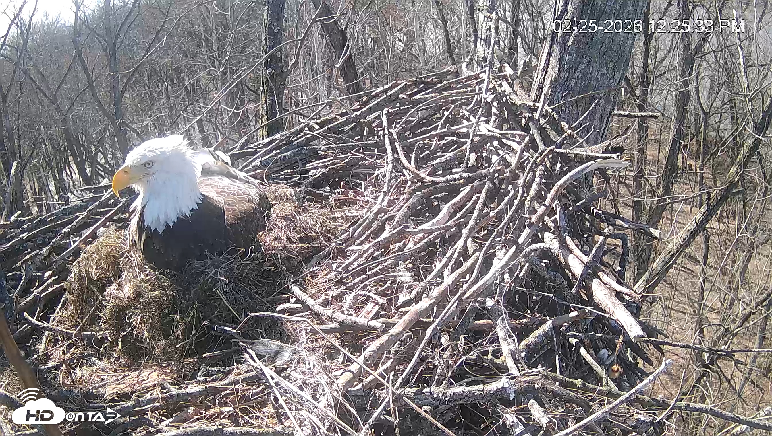 Snapshot of Cardinal Land Conservancy Eagles Live Webcam taken Feb 25, 2026, 12:26pm EST