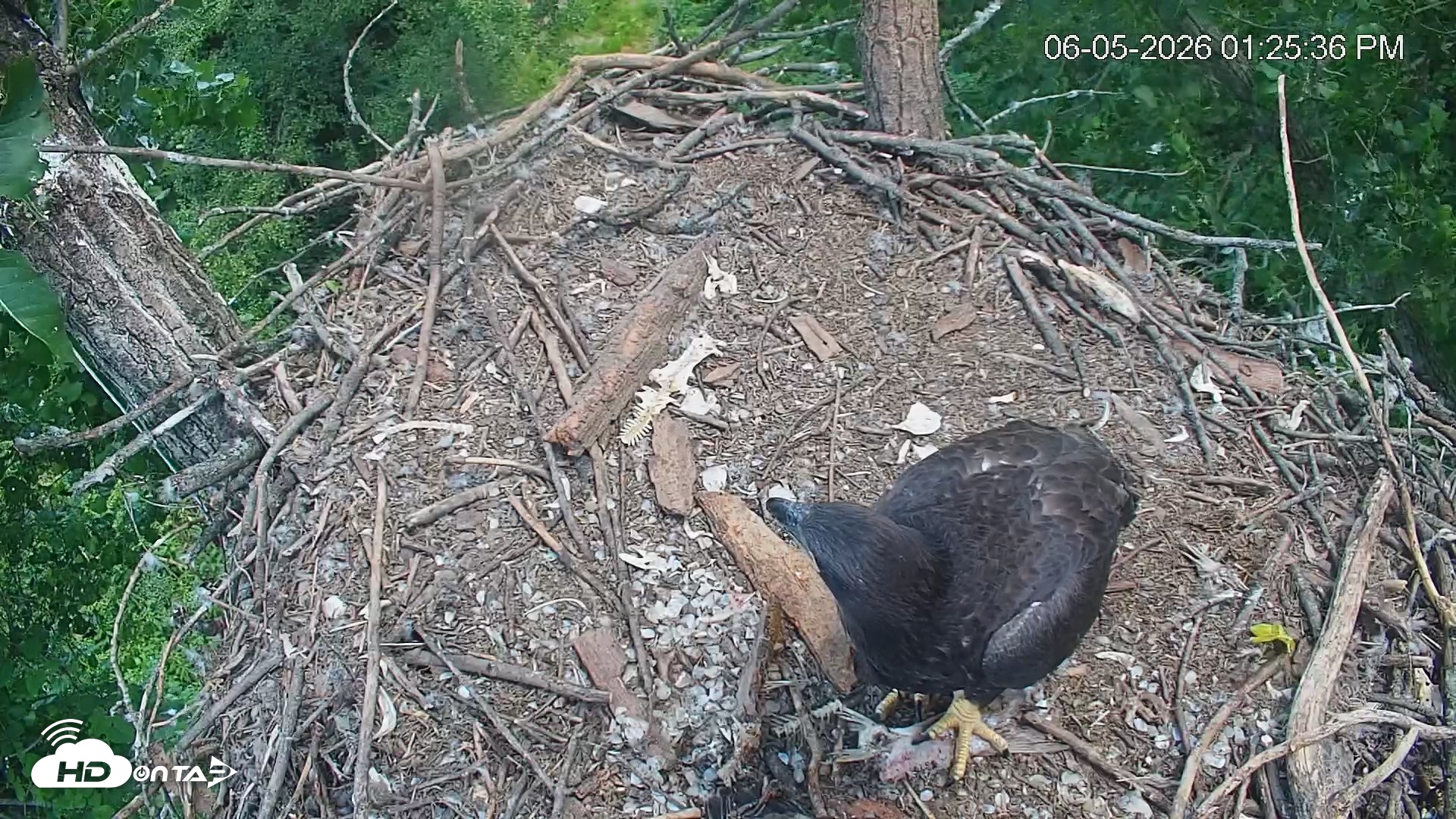Snapshot of Cardinal Land Conservancy Eagles Live Webcam taken Jun 5, 2026, 1:26pm EDT