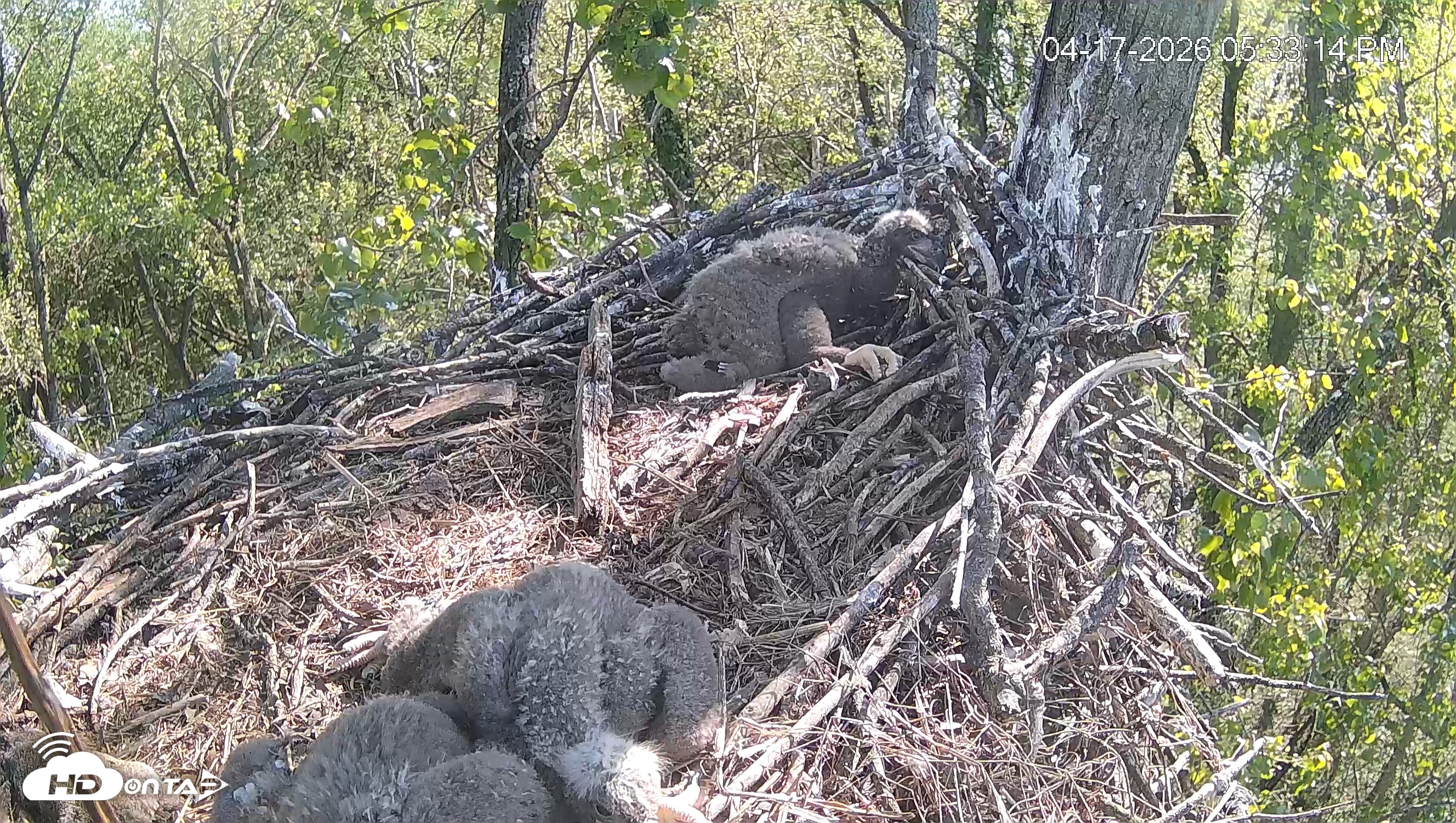 Snapshot of Cardinal Land Conservancy Eagles Live Webcam taken Apr 17, 2026, 5:33pm EDT