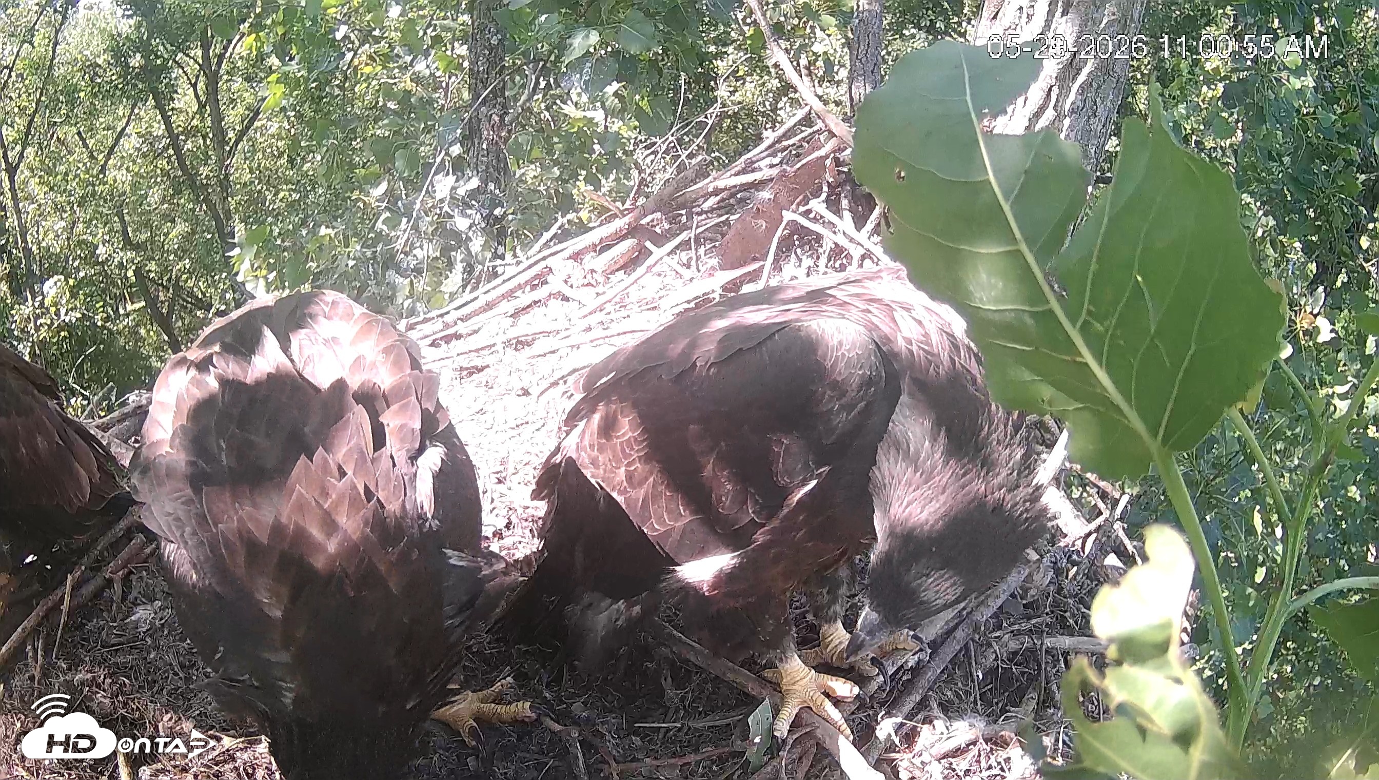 Snapshot of Cardinal Land Conservancy Eagles Live Webcam taken May 29, 2026, 11:01am EDT