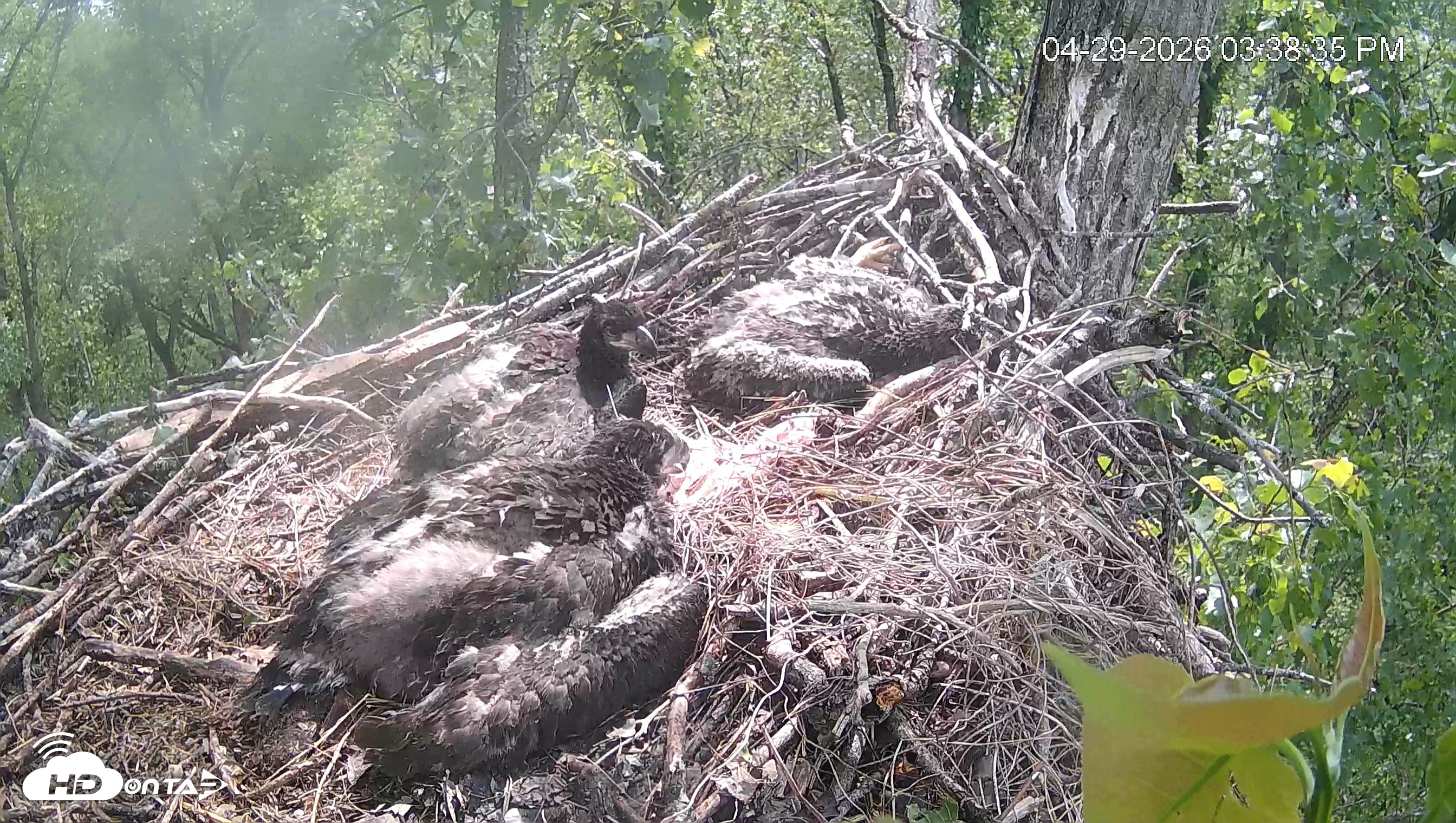 Snapshot of Cardinal Land Conservancy Eagles Live Webcam taken Apr 29, 2026, 3:39pm EDT