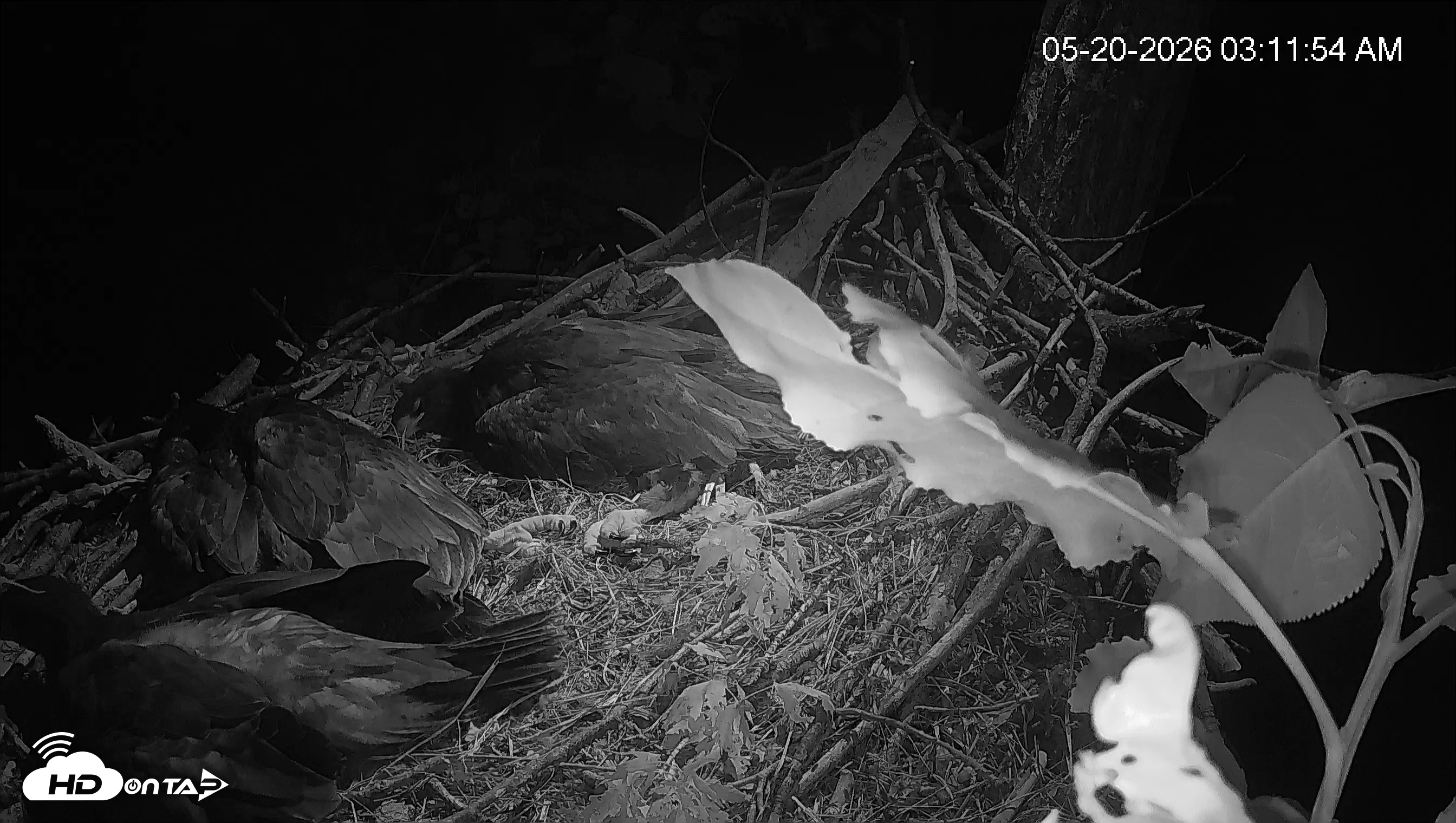 Snapshot of Cardinal Land Conservancy Eagles Live Webcam taken May 20, 2026, 3:12am EDT