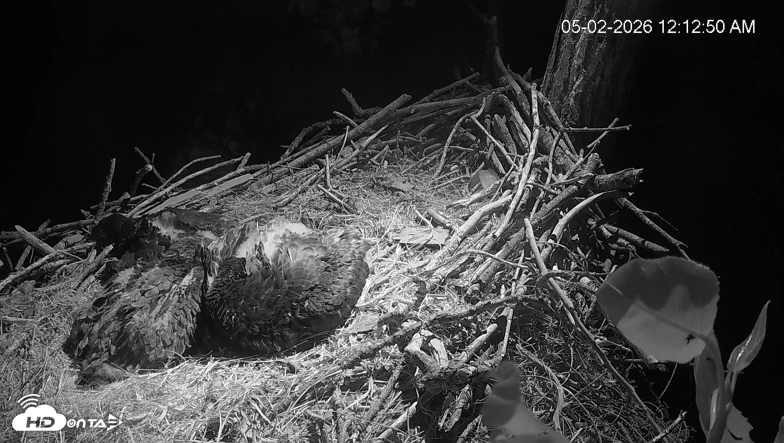Snapshot of Cardinal Land Conservancy Eagles Live Webcam taken May 2, 2026, 12:13am EDT
