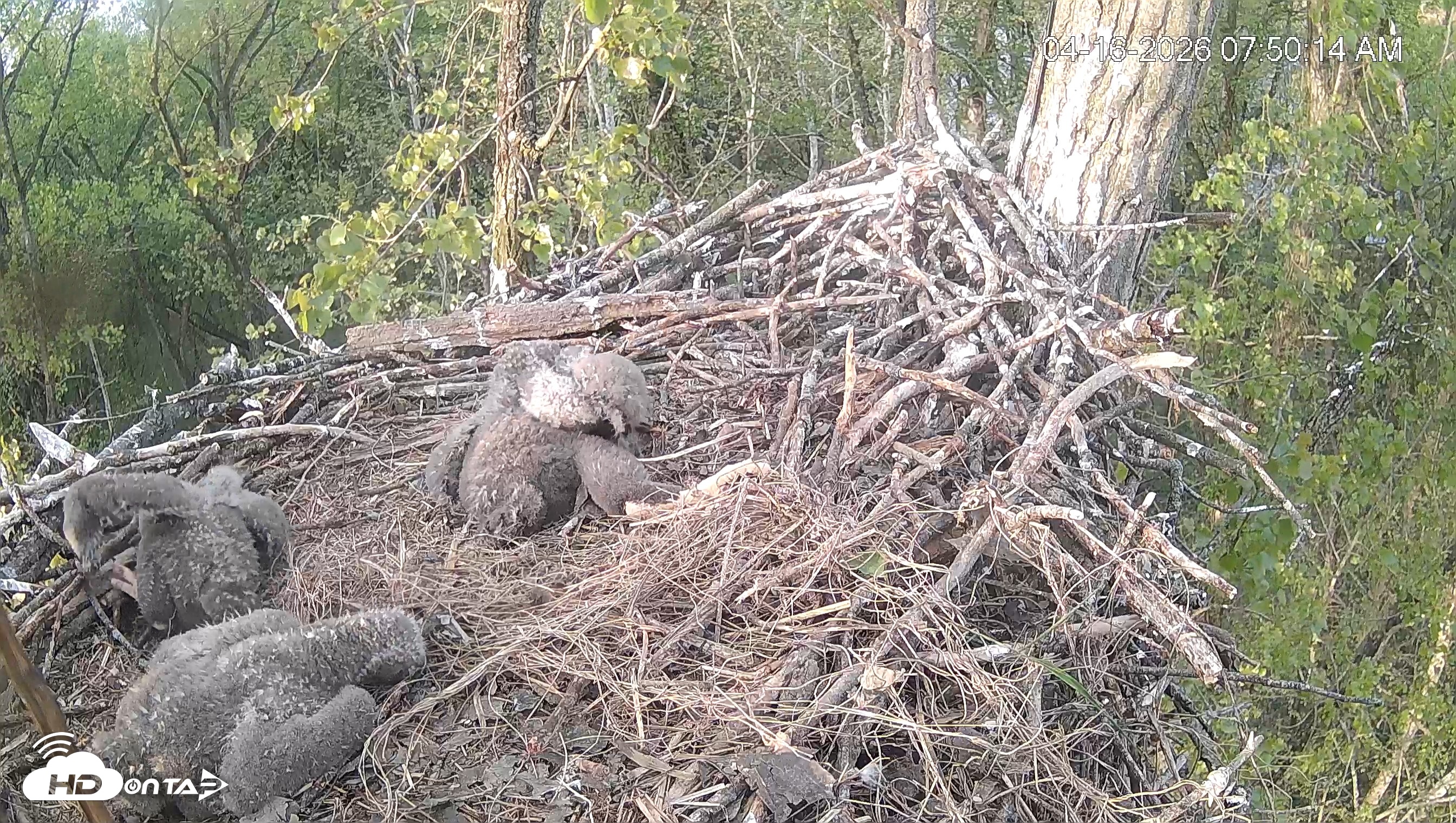 Snapshot of Cardinal Land Conservancy Eagles Live Webcam taken Apr 16, 2026, 7:51am EDT