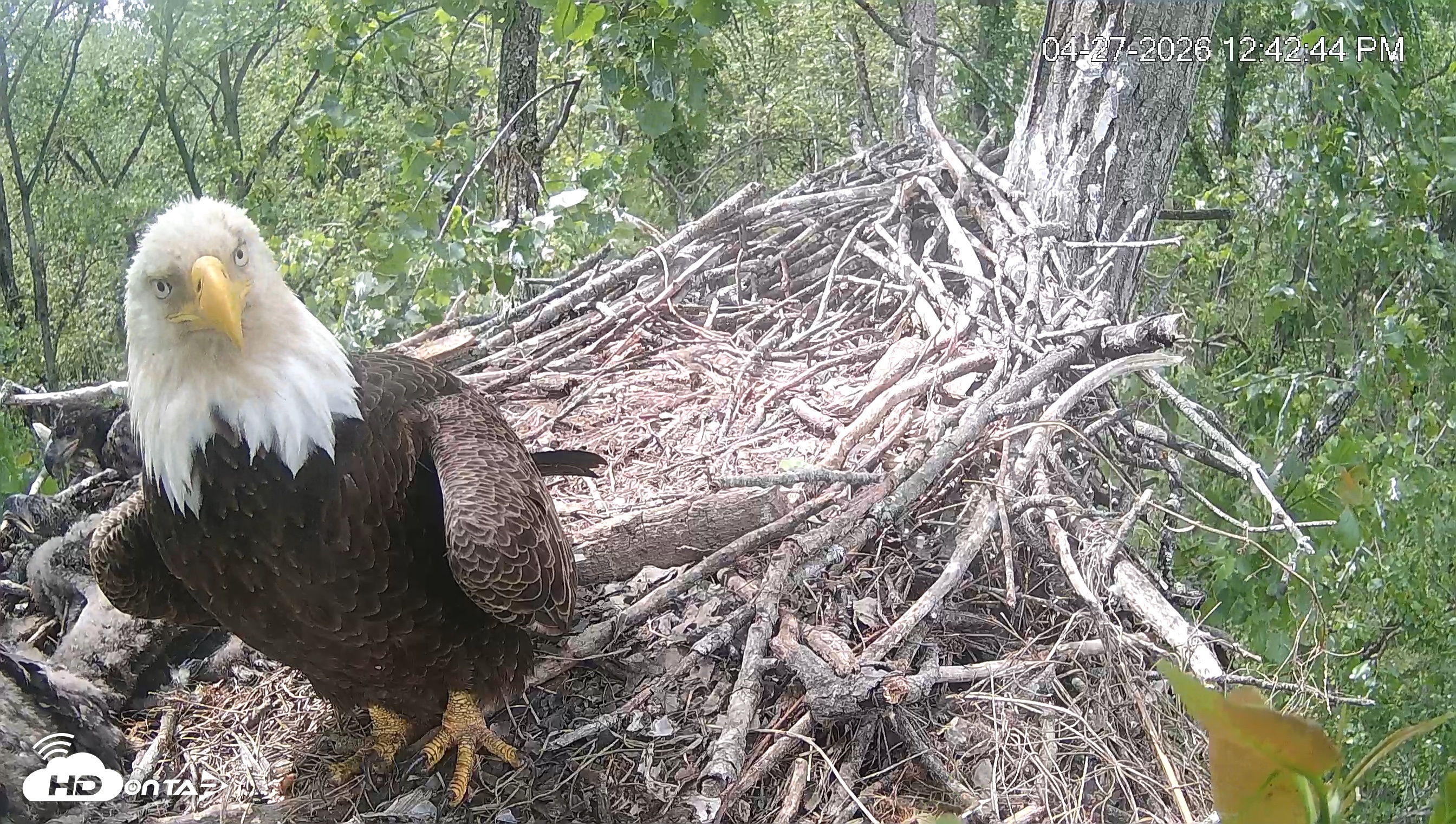 Snapshot of Cardinal Land Conservancy Eagles Live Webcam taken Apr 27, 2026, 12:43pm EDT