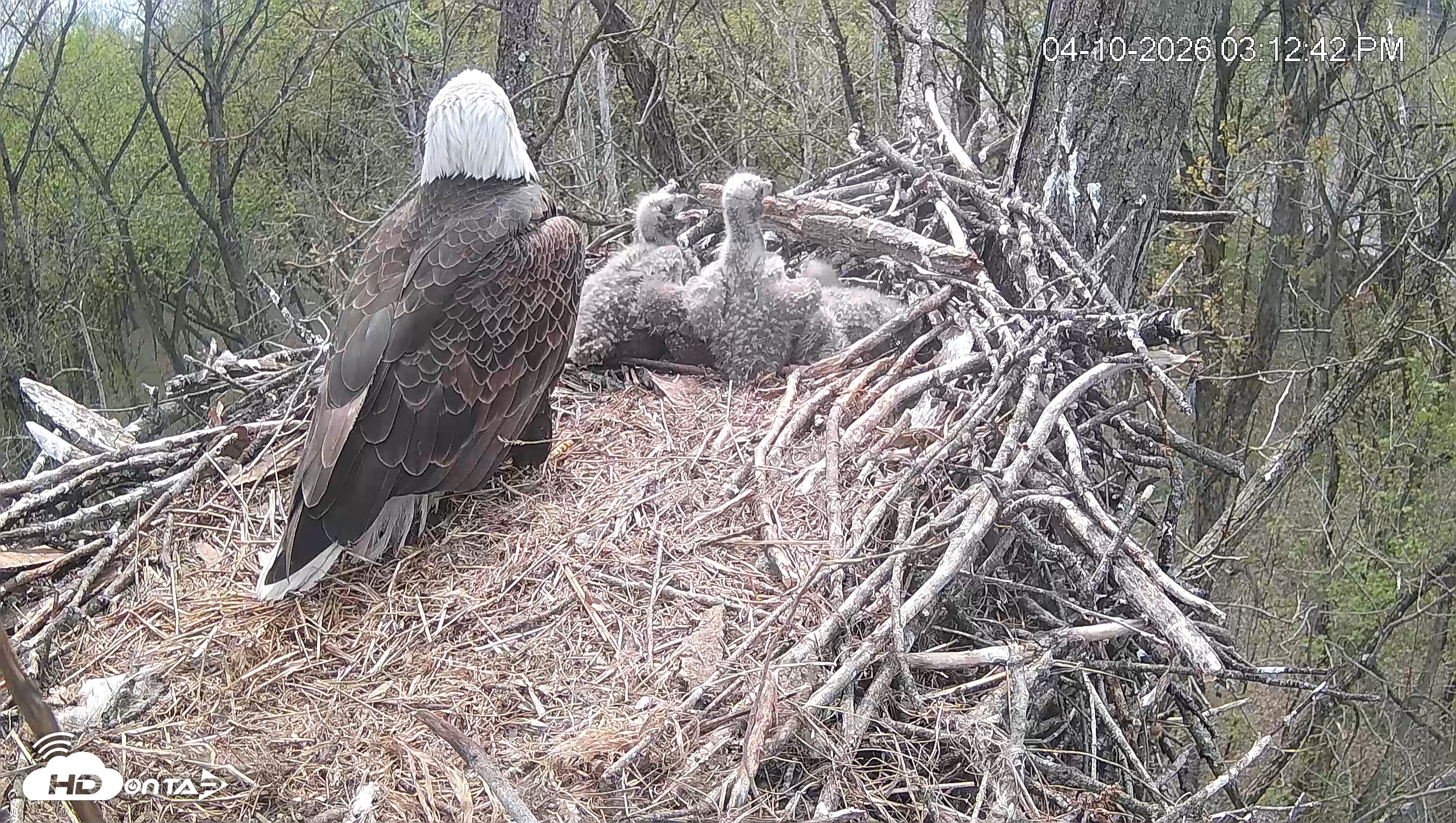 Snapshot of Cardinal Land Conservancy Eagles Live Webcam taken Apr 10, 2026, 3:13pm EDT