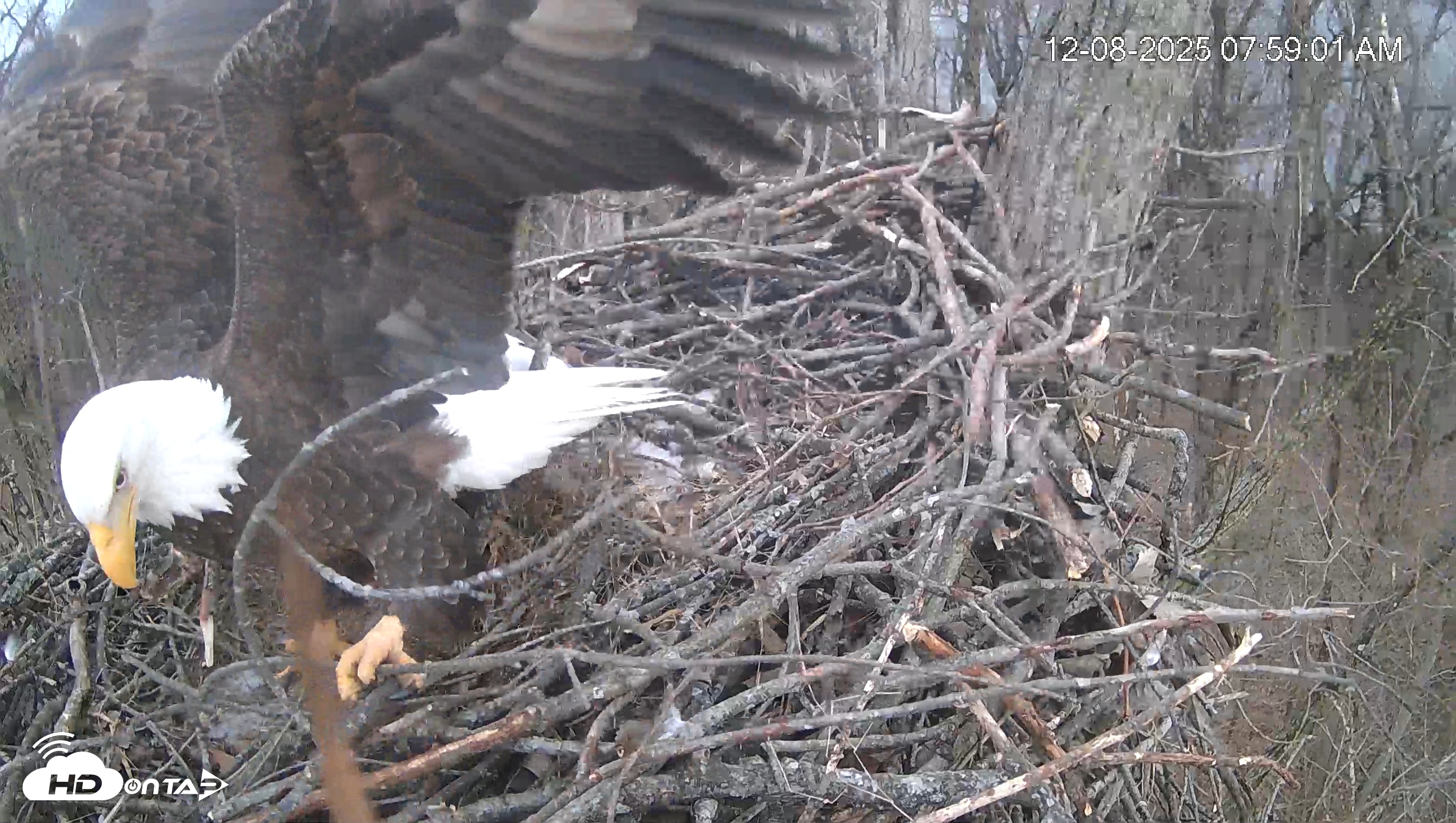 Snapshot of Cardinal Land Conservancy Eagles Live Webcam taken Dec 8, 2025, 7:59am EST