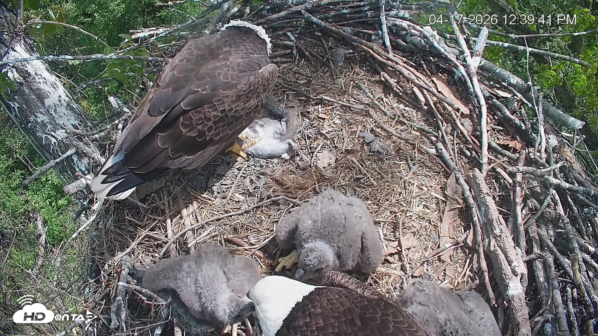 Snapshot of Cardinal Land Conservancy Eagles Live Webcam taken Apr 17, 2026, 12:40pm EDT