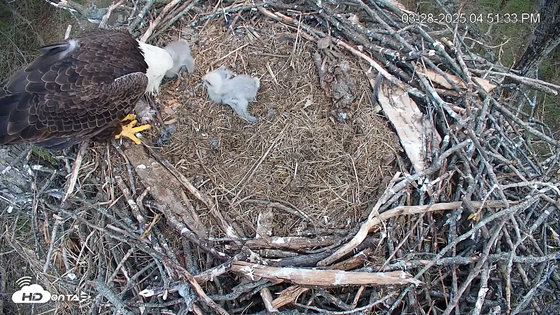 Snapshot of Cardinal Land Conservancy Eagles Live Webcam taken Mar 28, 2025, 4:52pm EDT