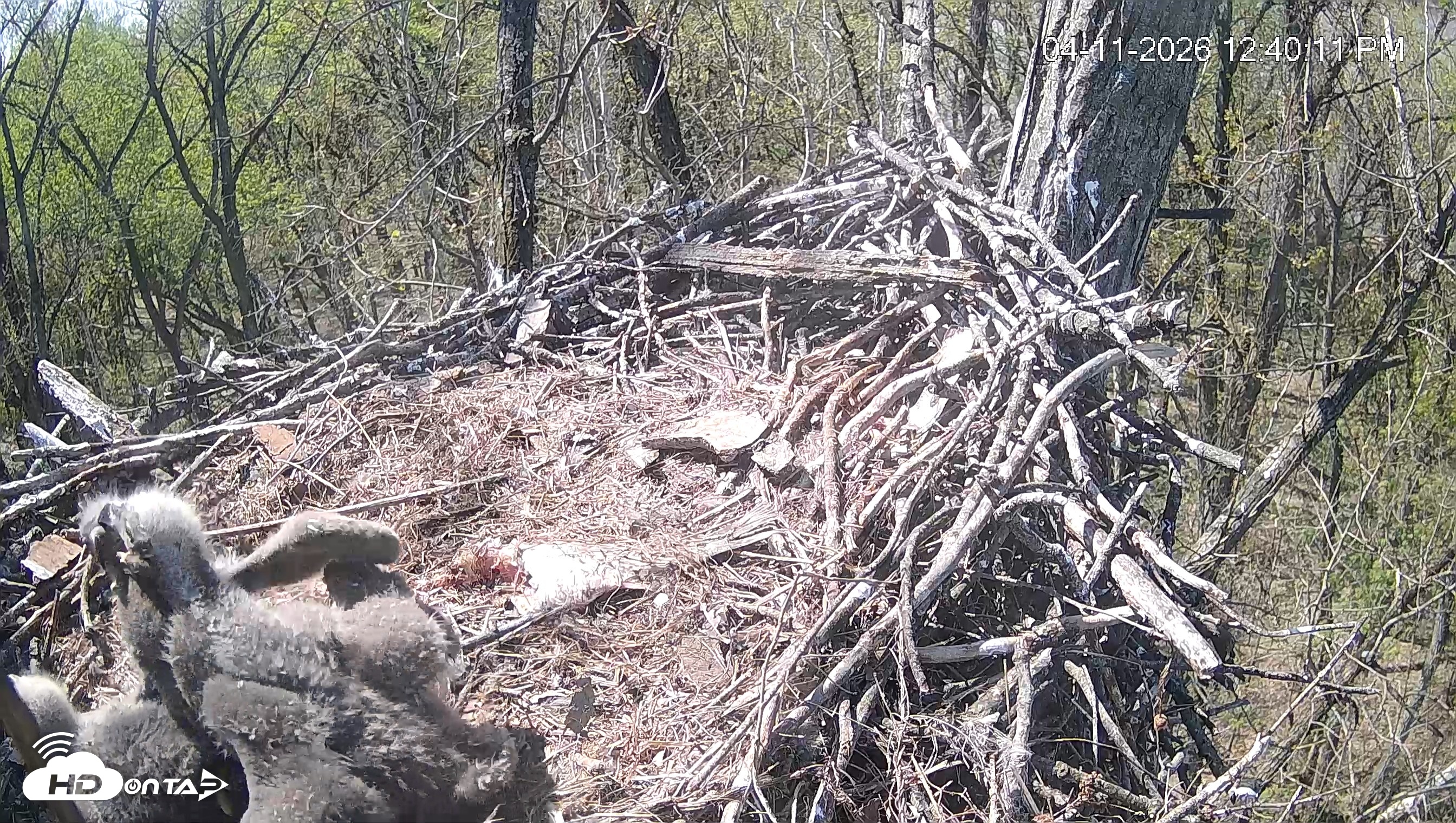 Snapshot of Cardinal Land Conservancy Eagles Live Webcam taken Apr 11, 2026, 12:42pm EDT