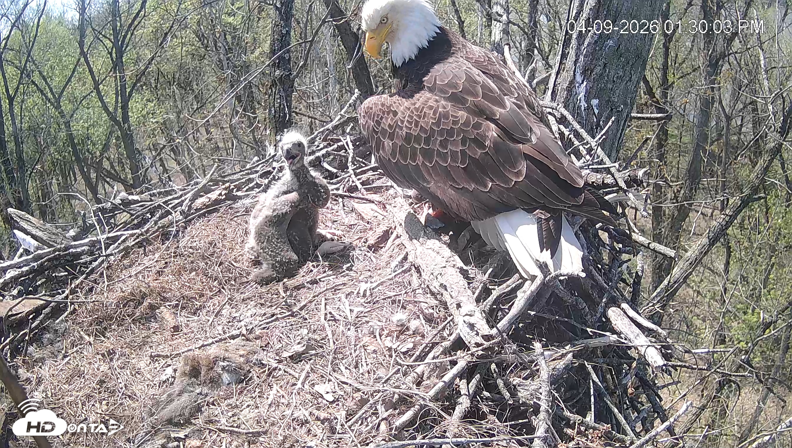 Snapshot of Cardinal Land Conservancy Eagles Live Webcam taken Apr 9, 2026, 1:30pm EDT