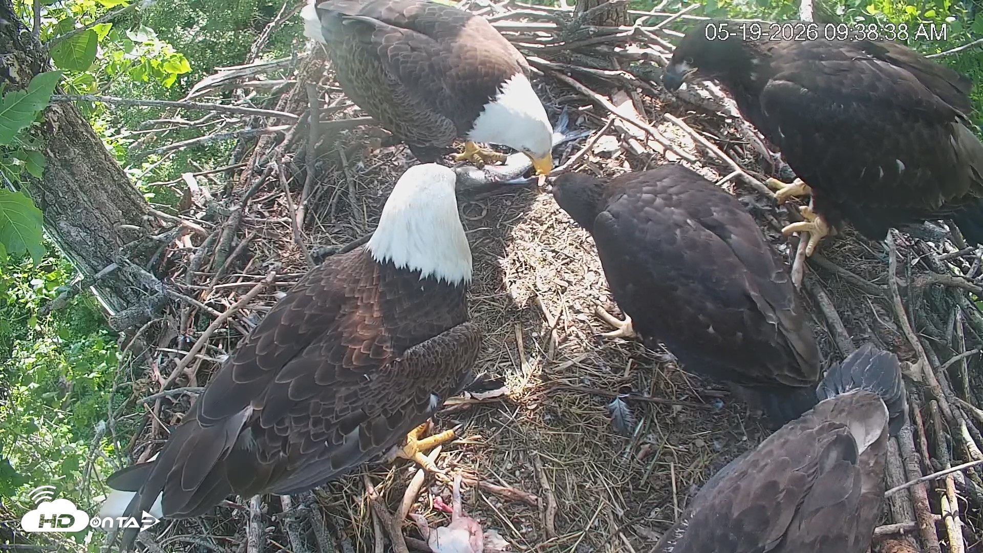 Snapshot of Cardinal Land Conservancy Eagles Live Webcam taken May 19, 2026, 9:39am EDT