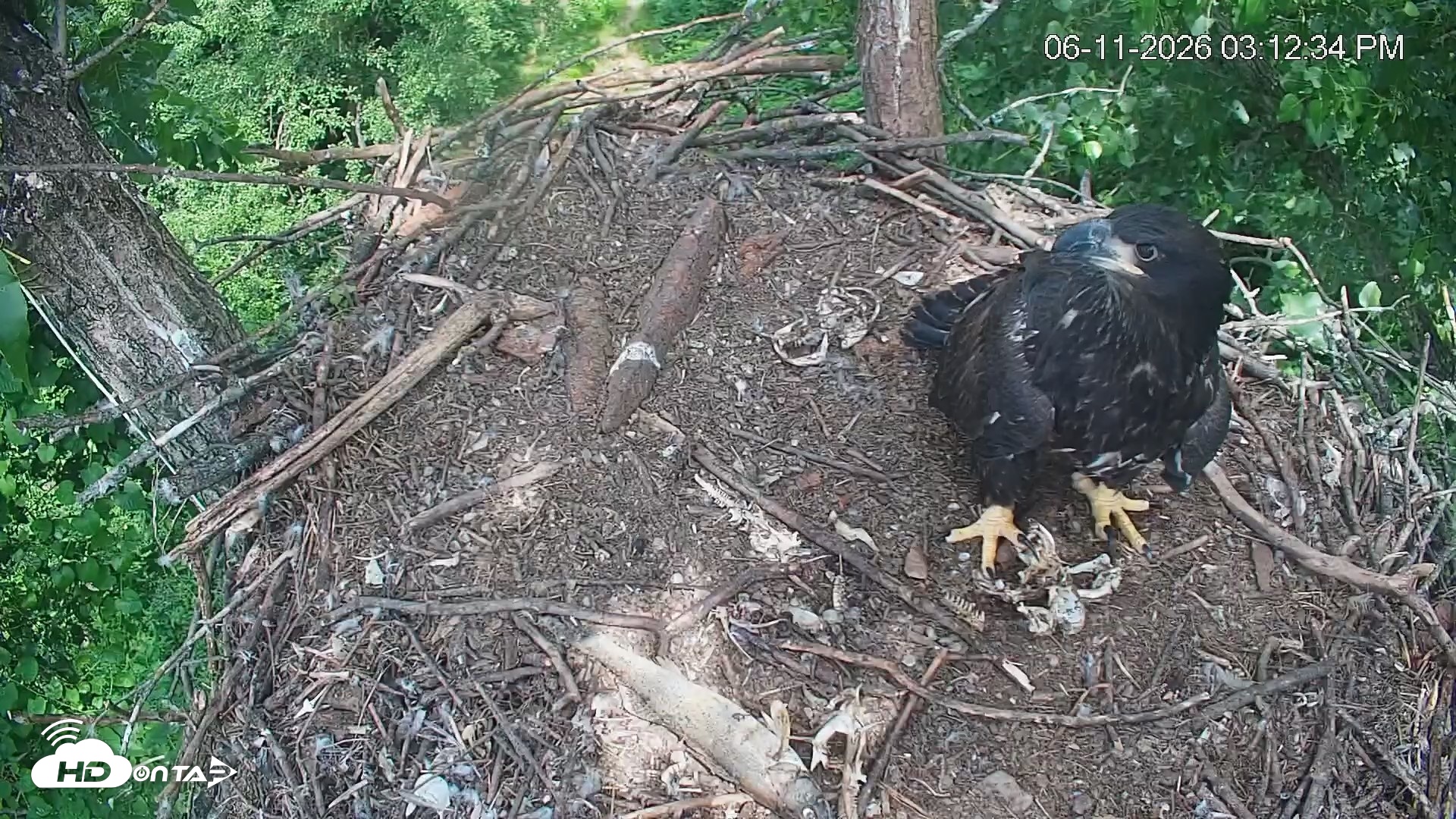 Snapshot of Cardinal Land Conservancy Eagles Live Webcam taken Jun 11, 2026, 3:13pm EDT