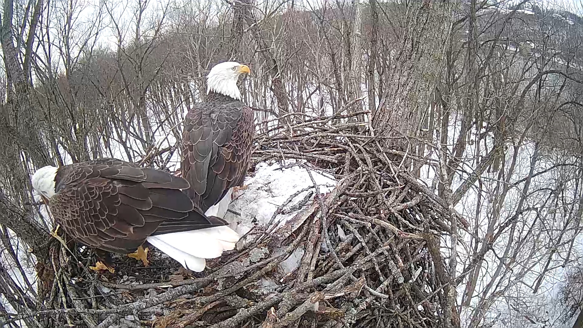 Snapshot of Cardinal Land Conservancy Eagles Live Webcam taken Jan 16, 2025, 1:28pm EST