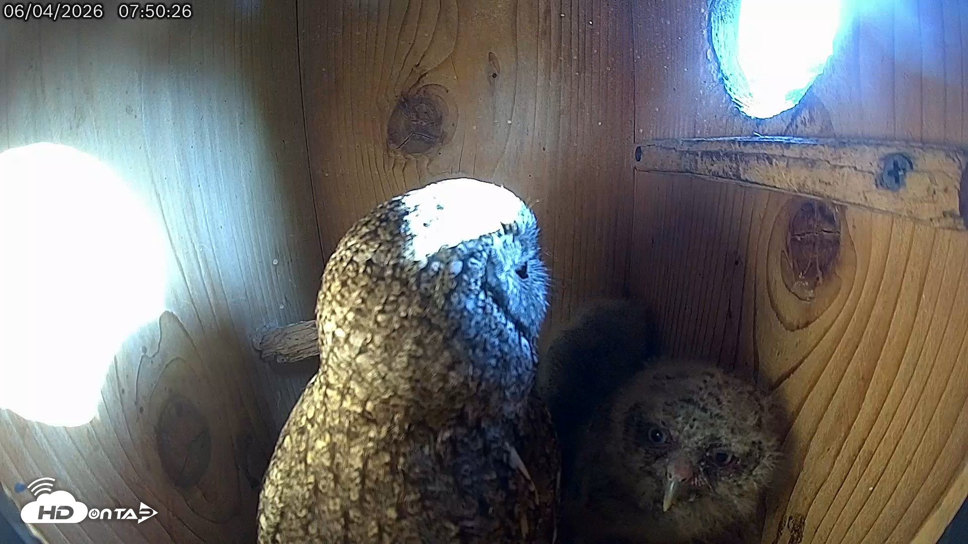 Snapshot of Eastern Screech Owl Live Cam taken Jun 4, 2026, 8:19am CDT