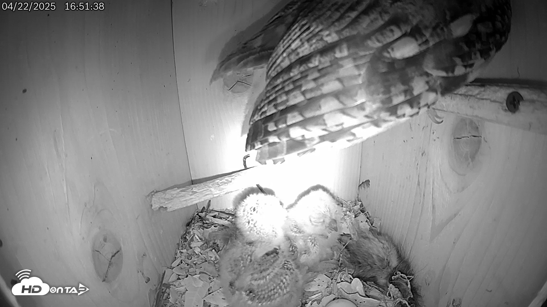Snapshot of Eastern Screech Owl Live Cam taken Apr 22, 2025, 4:52pm CDT