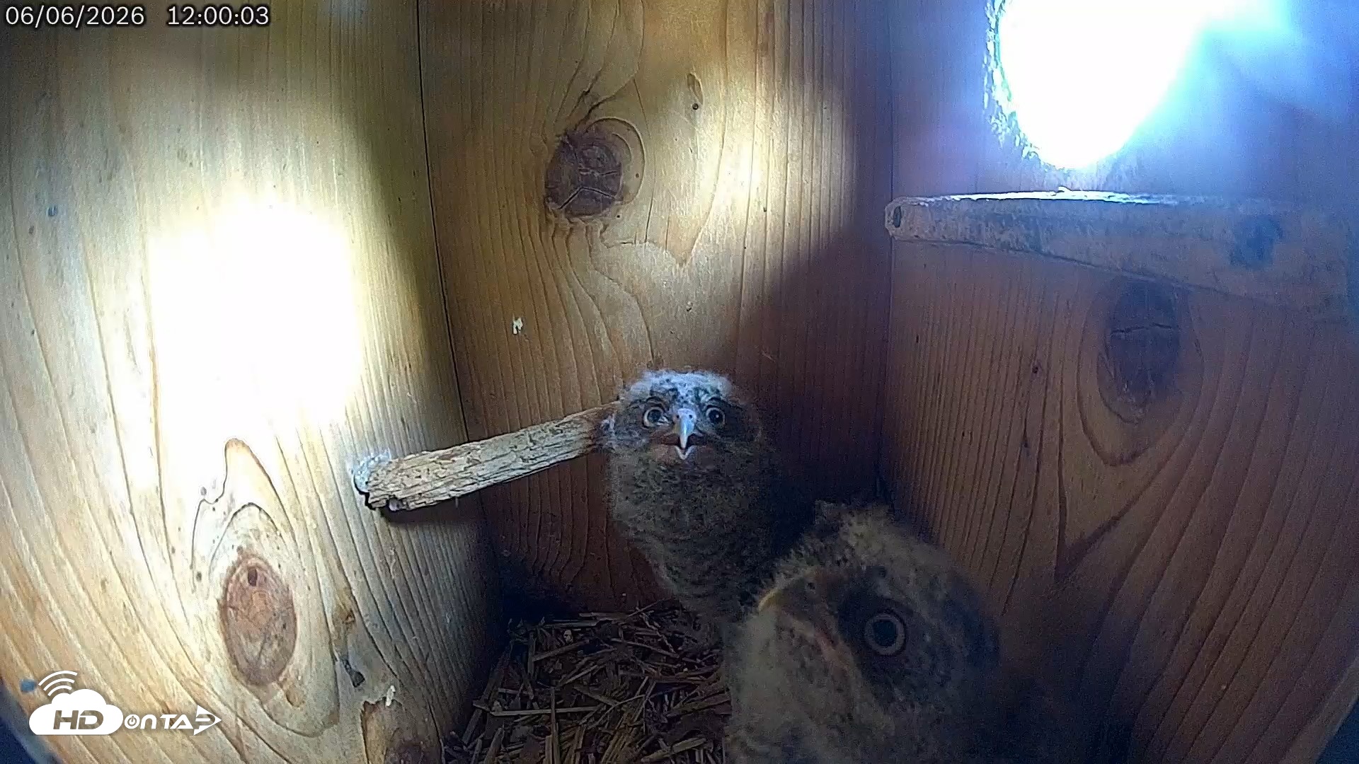 Snapshot of Eastern Screech Owl Live Cam taken Jun 6, 2026, 12:03pm CDT