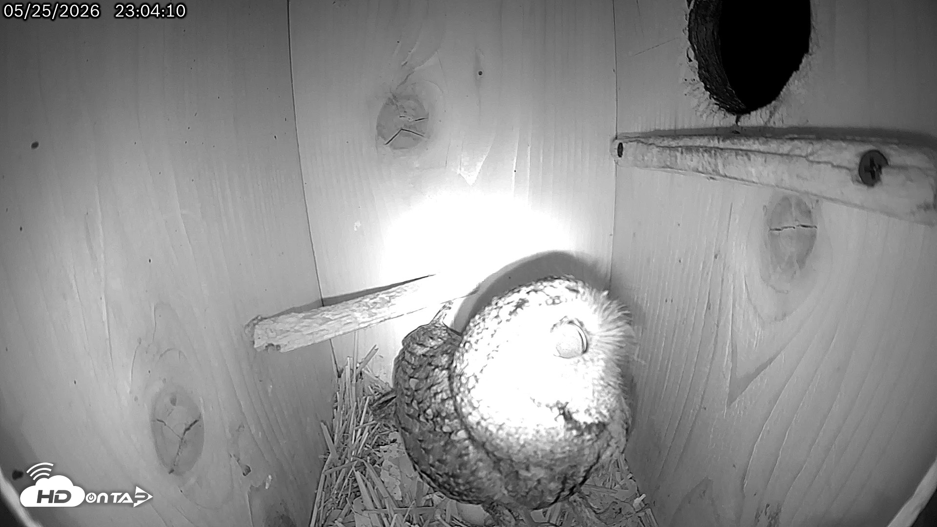 Snapshot of Eastern Screech Owl Live Cam taken May 25, 2026, 11:07pm CDT