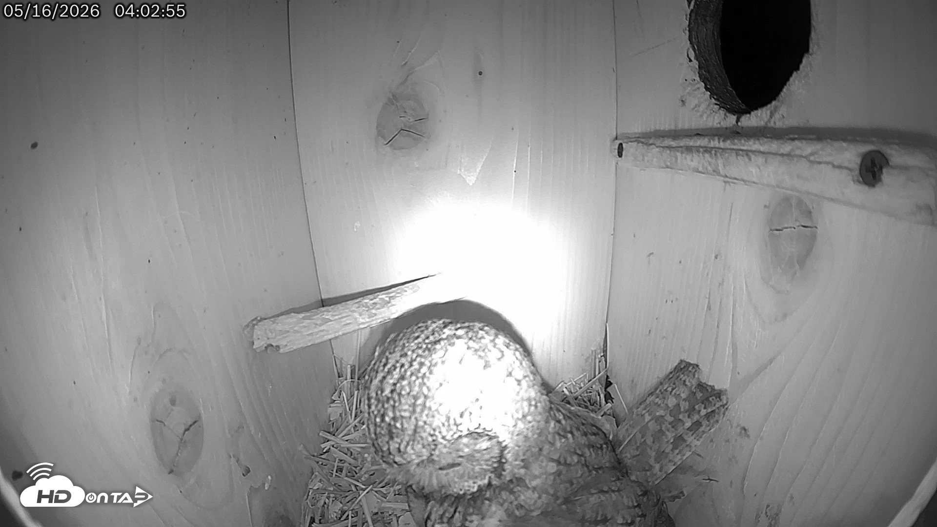 Snapshot of Eastern Screech Owl Live Cam taken May 16, 2026, 4:06am CDT