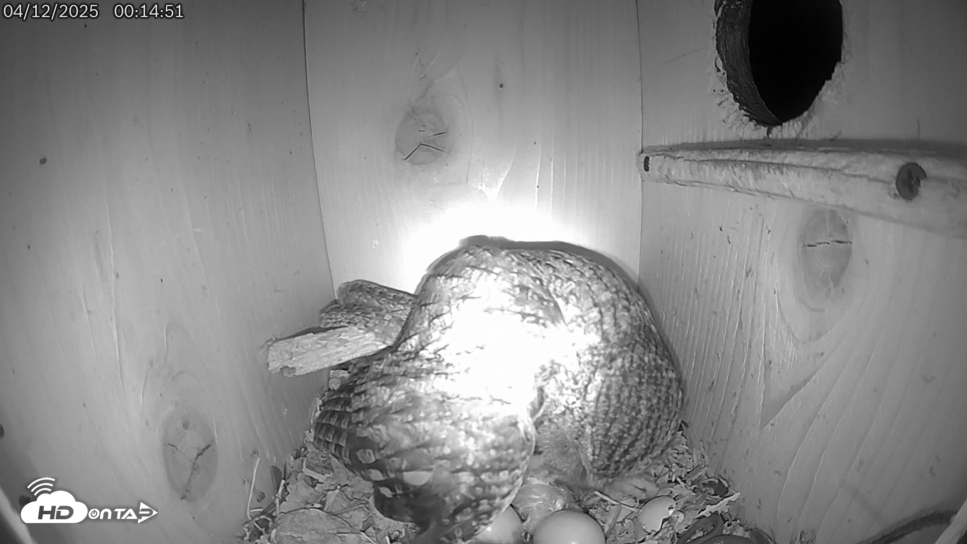 Snapshot of Eastern Screech Owl Live Cam taken Apr 12, 2025, 1:50am CDT