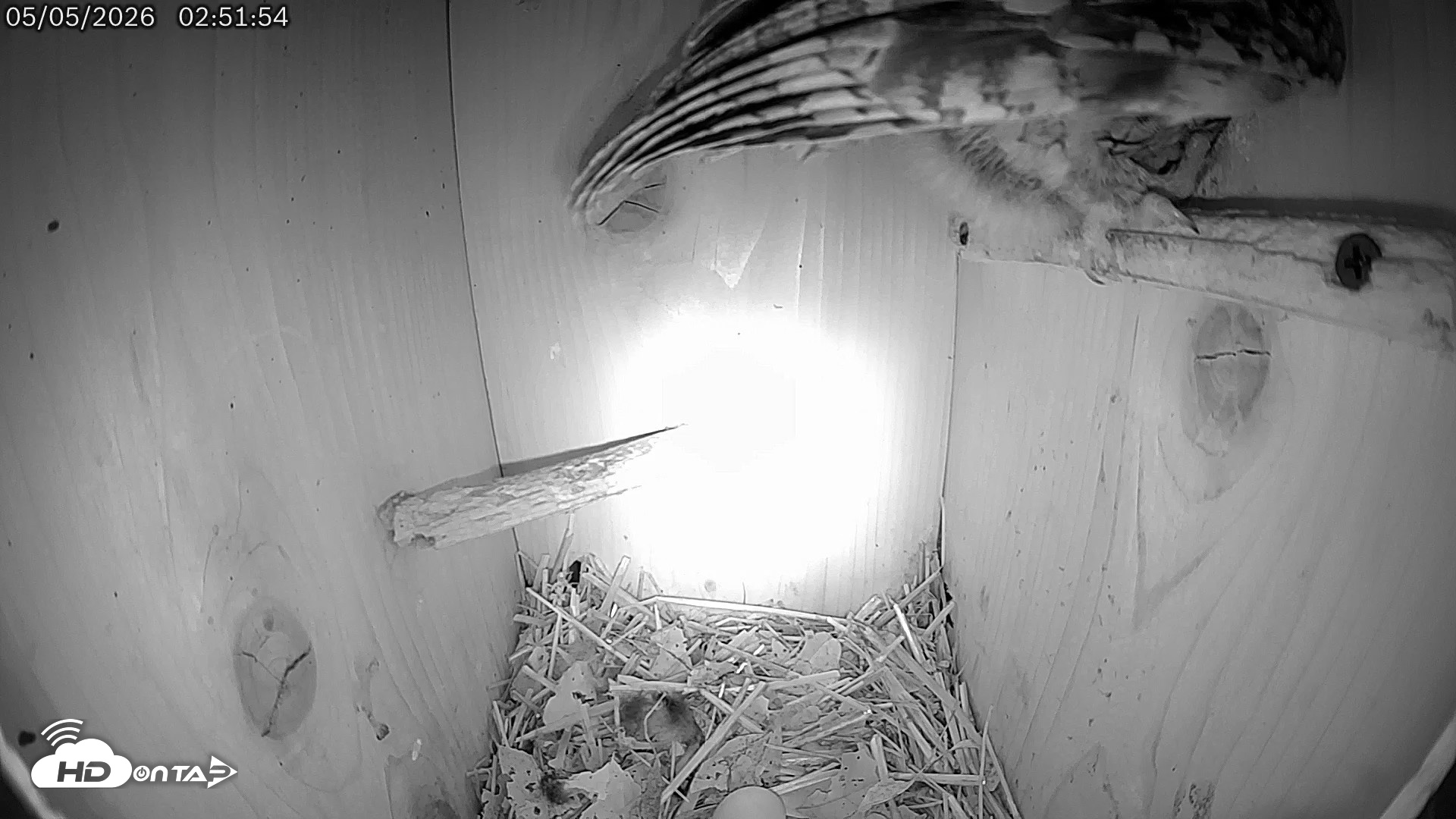 Snapshot of Eastern Screech Owl Live Cam taken May 5, 2026, 2:55am CDT