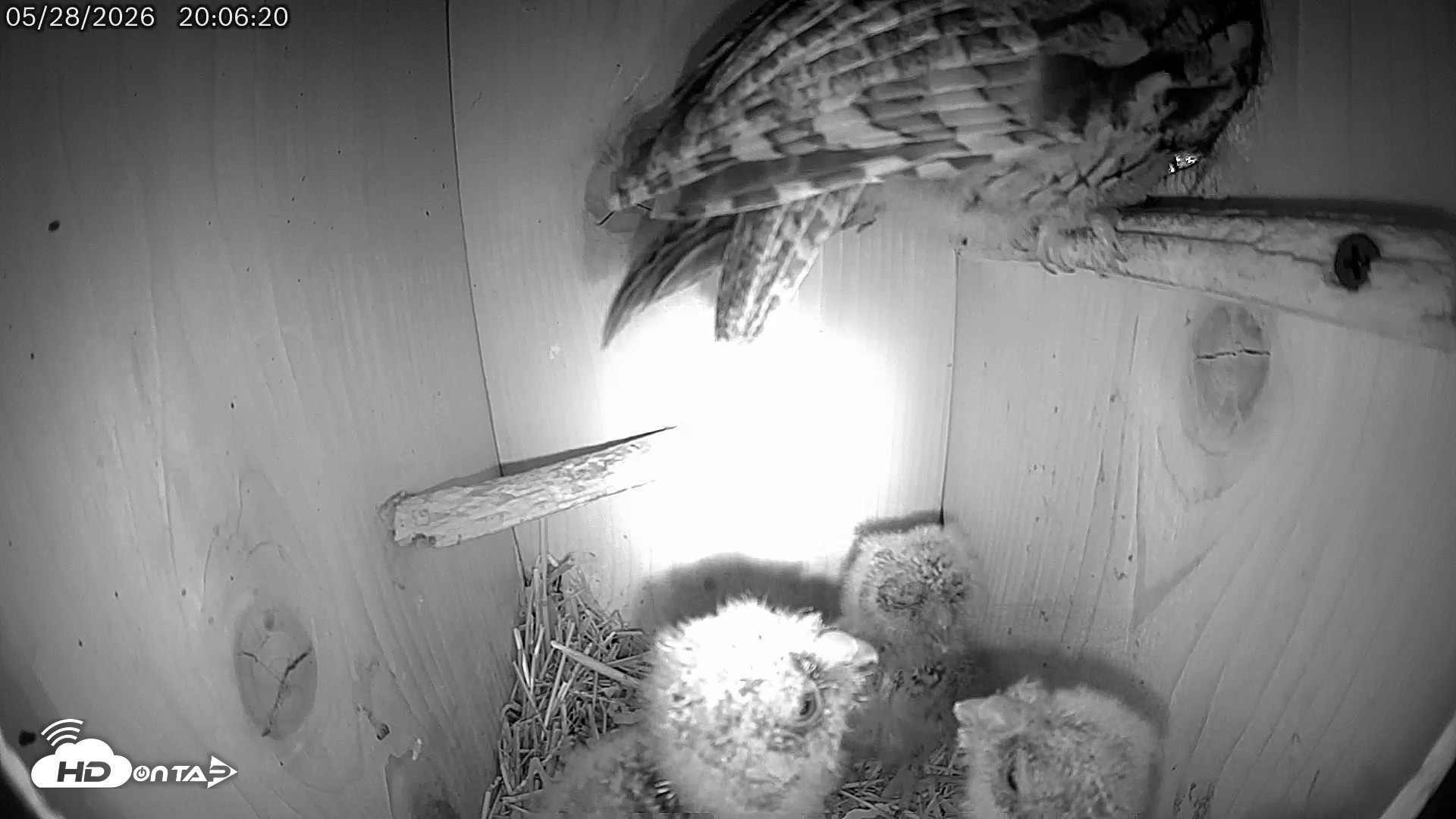 Snapshot of Eastern Screech Owl Live Cam taken May 28, 2026, 8:14pm CDT