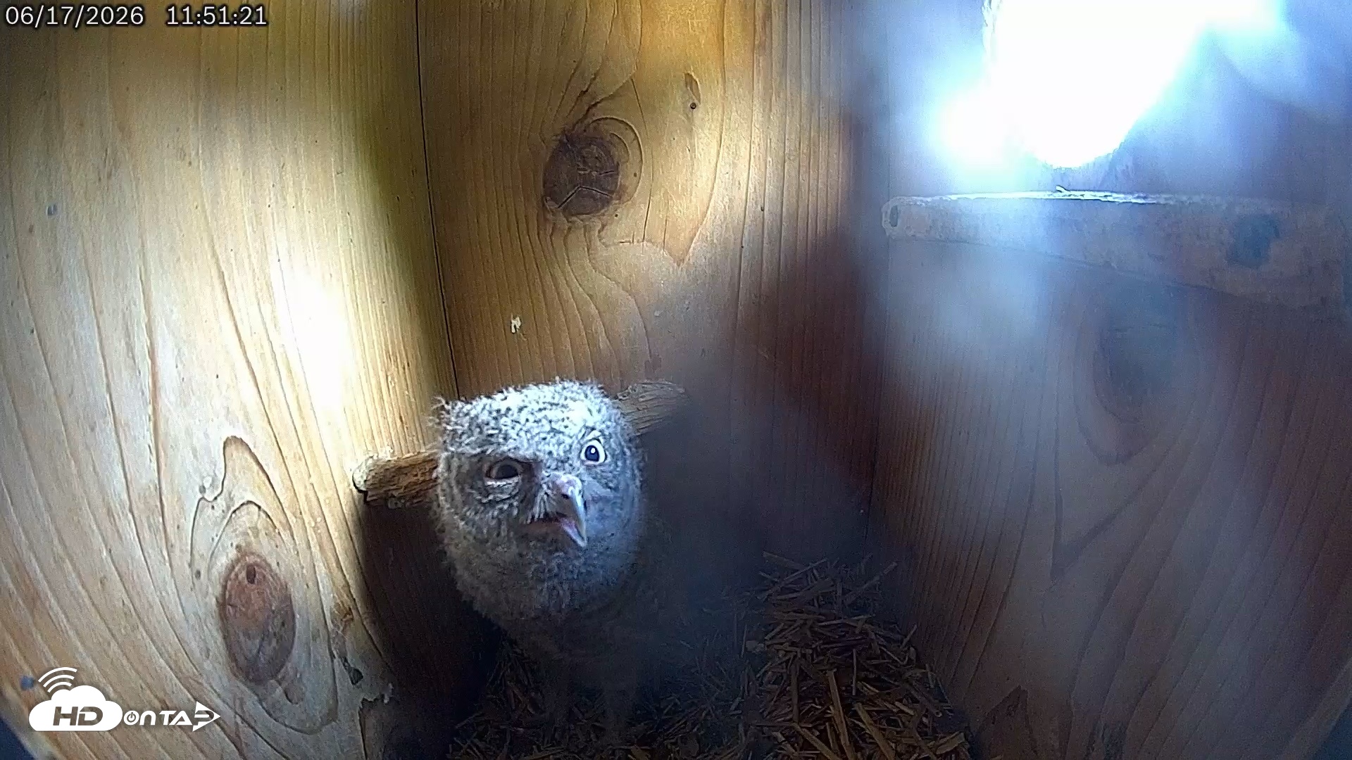 Snapshot of Eastern Screech Owl Live Cam taken Jun 17, 2026, 11:56am CDT