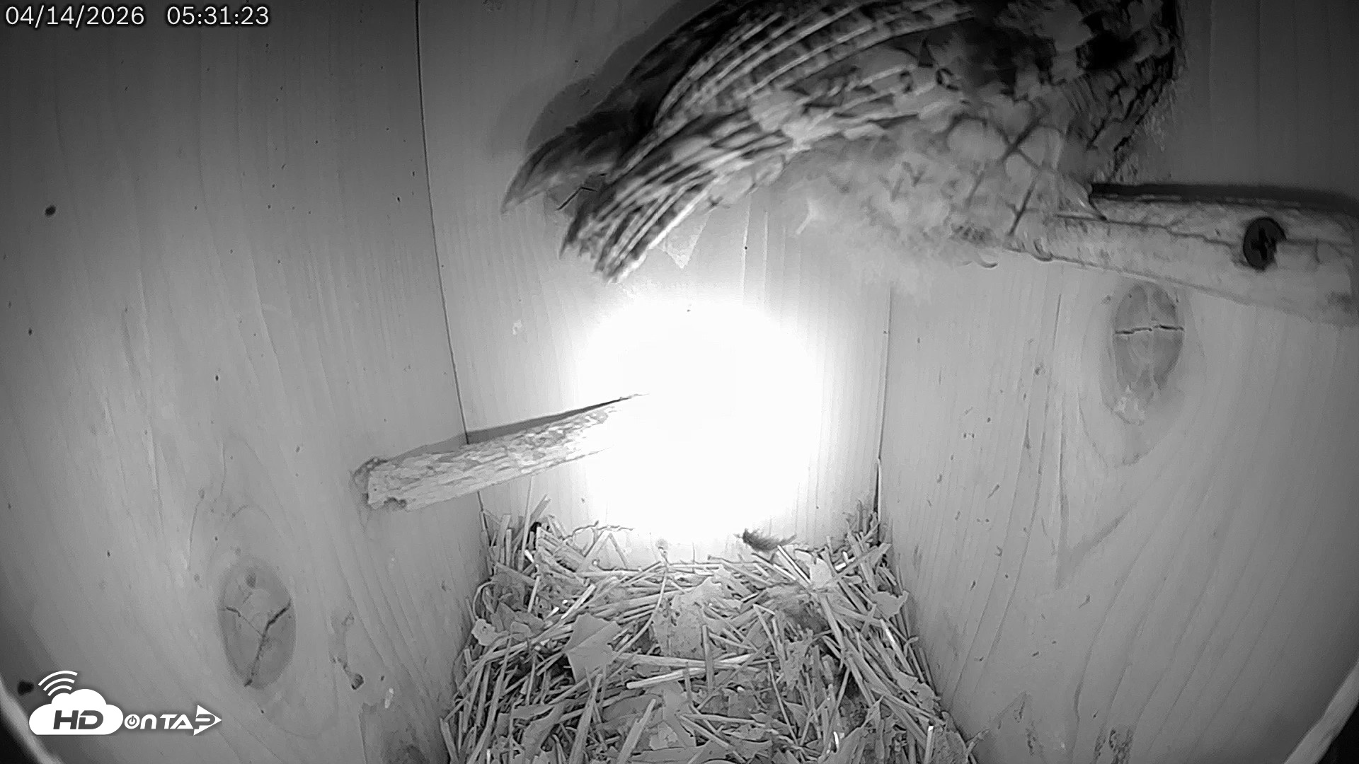 Snapshot of Eastern Screech Owl Live Cam taken Apr 14, 2026, 10:45am CDT
