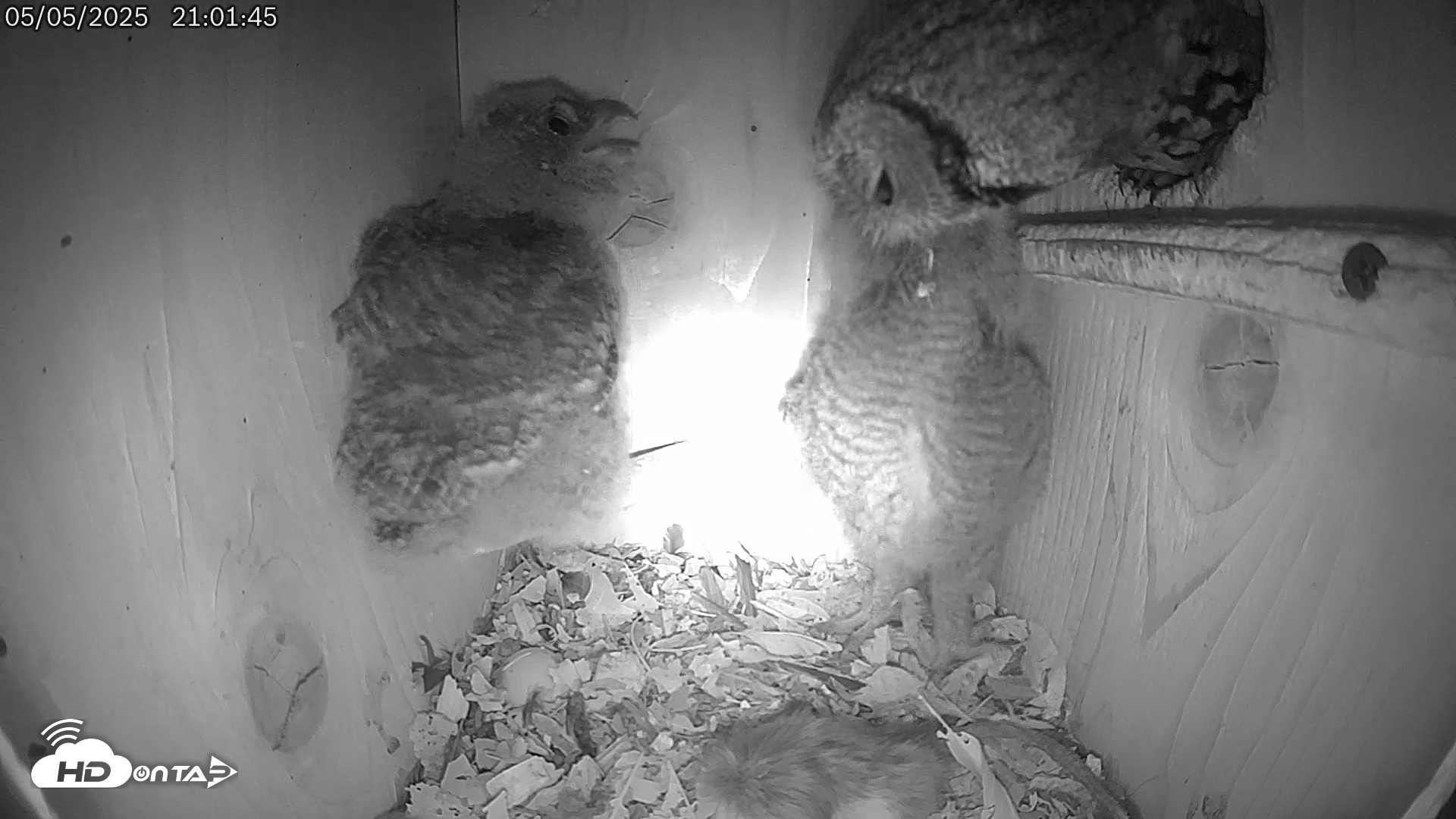 Snapshot of Eastern Screech Owl Live Cam taken May 6, 2025, 3:26am CDT