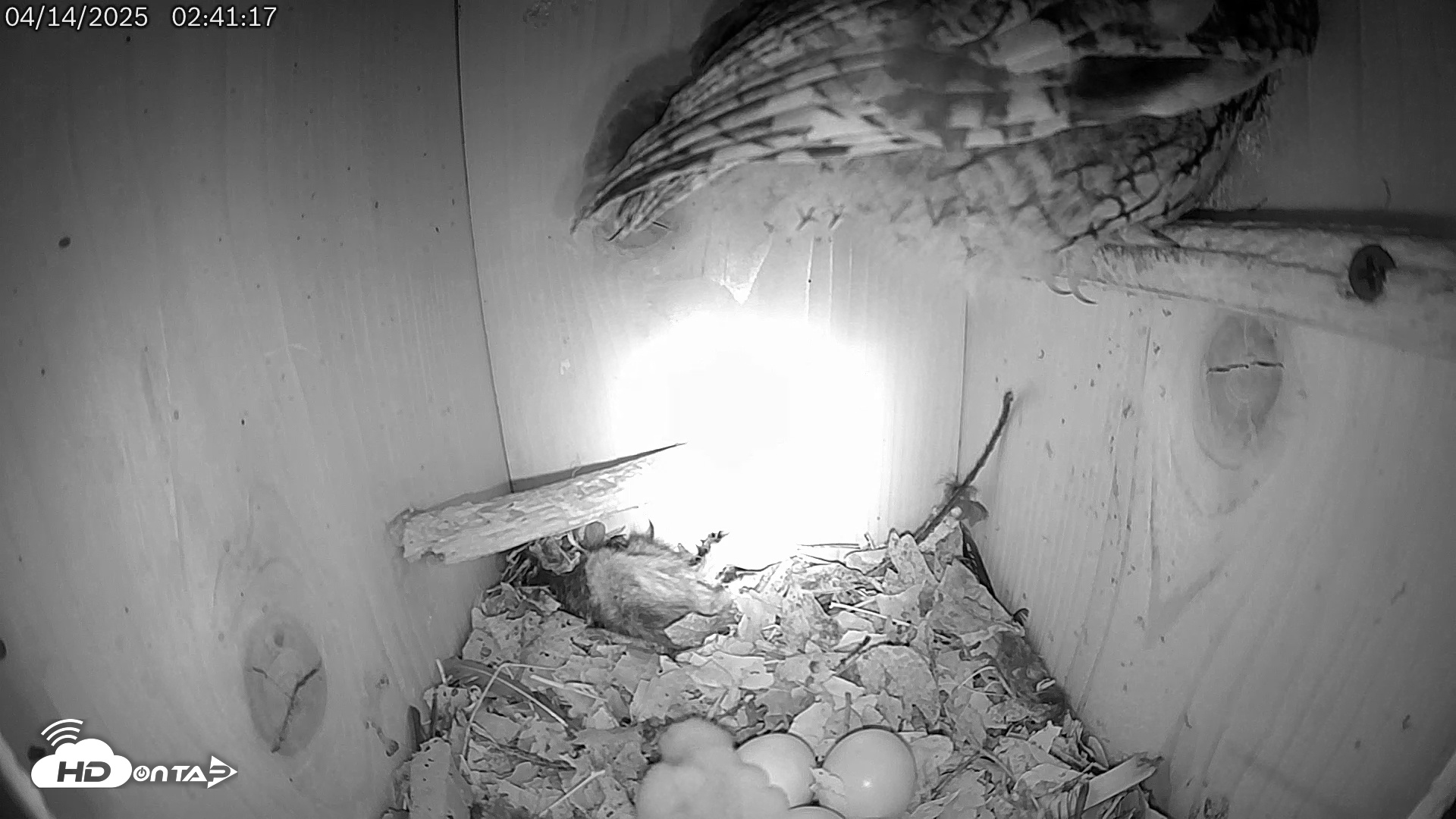 Snapshot of Eastern Screech Owl Live Cam taken Apr 14, 2025, 2:42am CDT