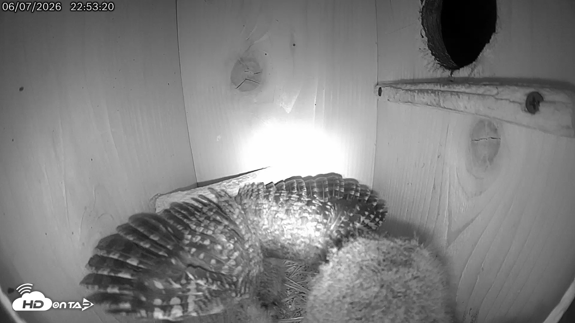Snapshot of Eastern Screech Owl Live Cam taken Jun 8, 2026, 12:46am CDT