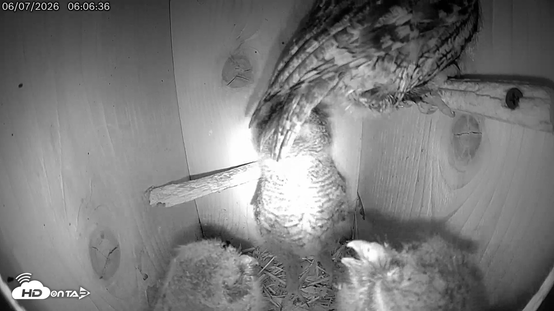 Snapshot of Eastern Screech Owl Live Cam taken Jun 7, 2026, 8:05am CDT