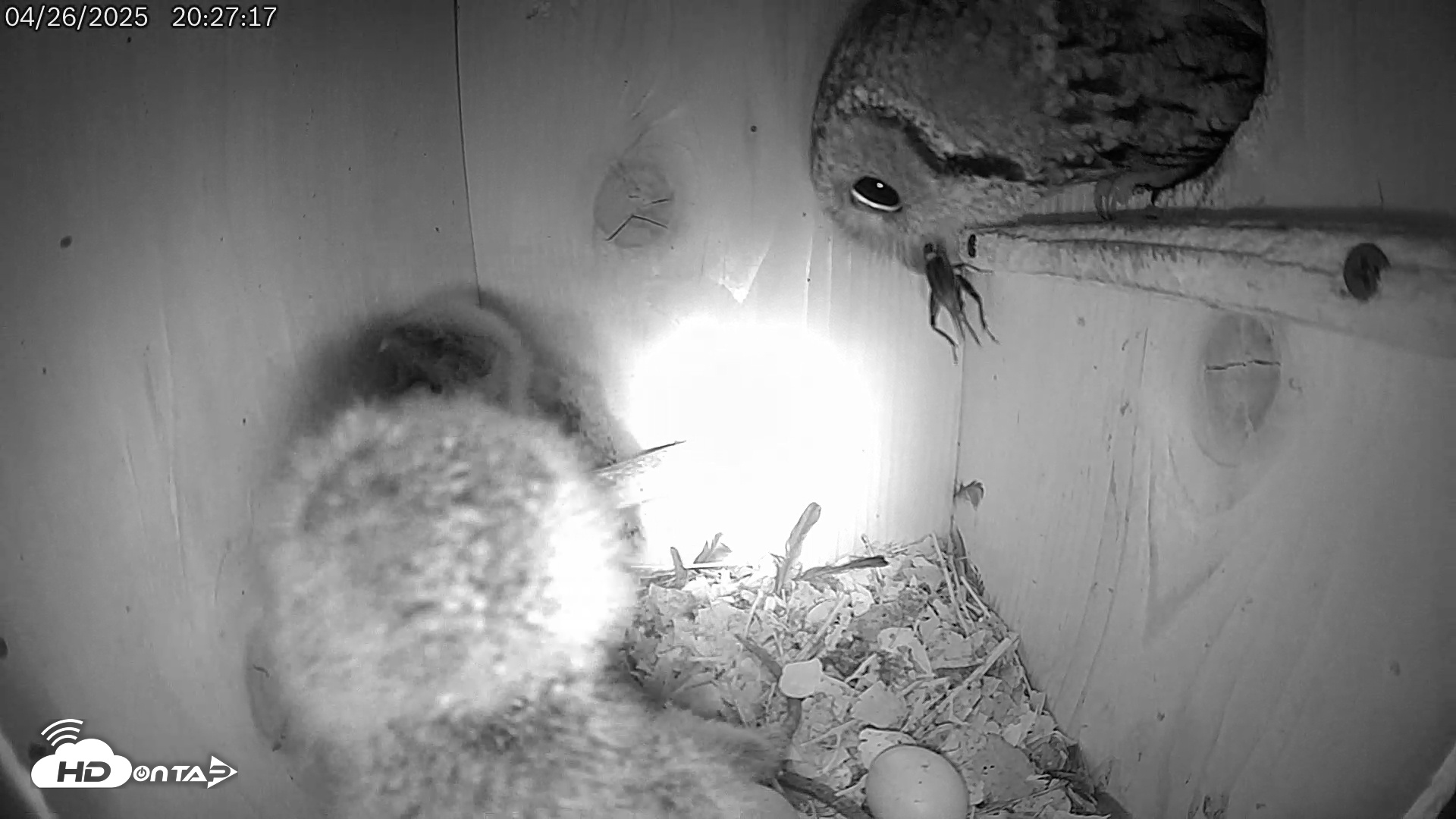 Snapshot of Eastern Screech Owl Live Cam taken Apr 27, 2025, 4:19am CDT