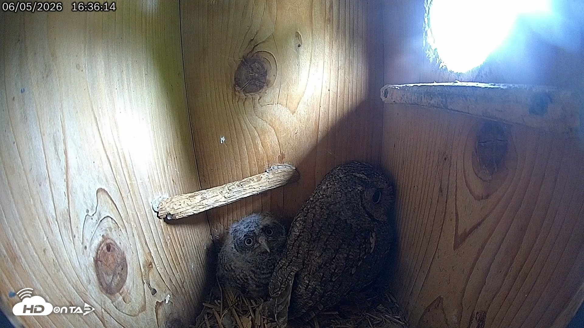 Snapshot of Eastern Screech Owl Live Cam taken Jun 5, 2026, 4:39pm CDT
