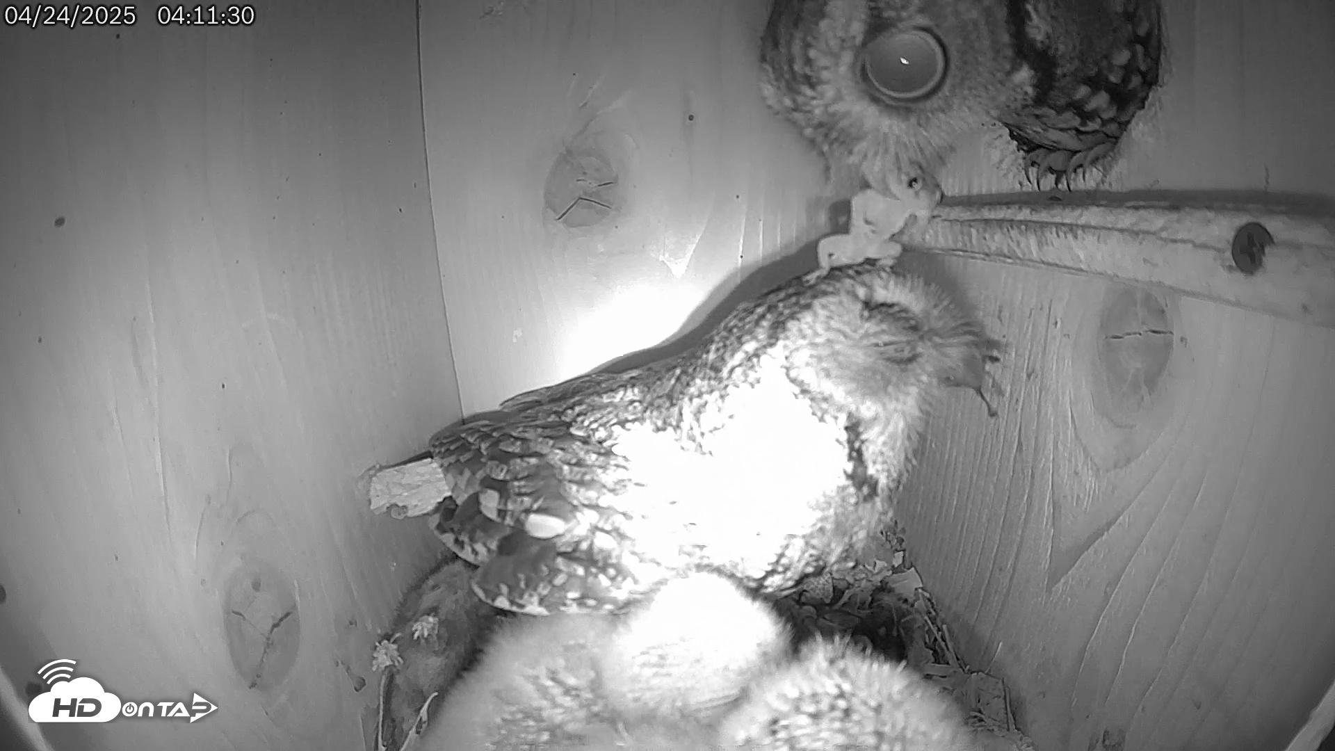 Snapshot of Eastern Screech Owl Live Cam taken Apr 24, 2025, 4:15am CDT