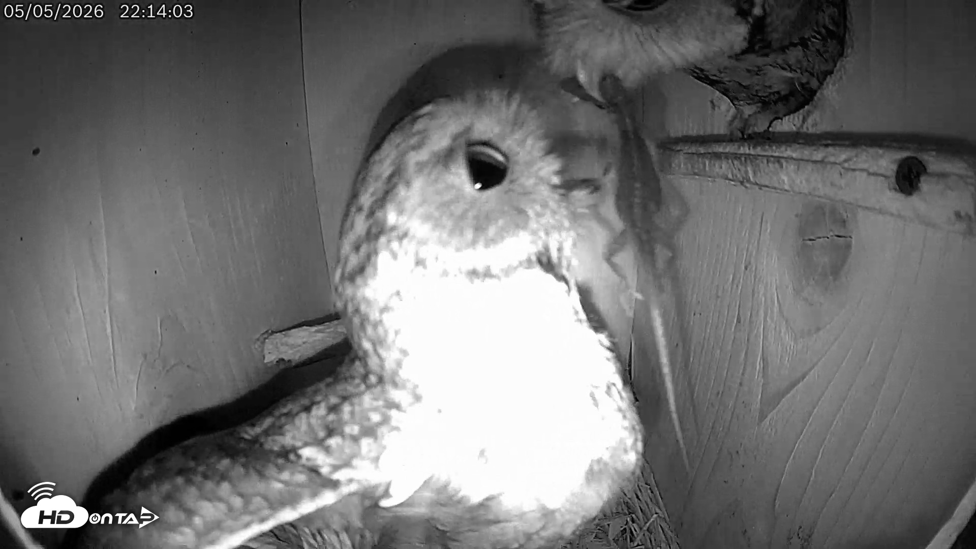 Snapshot of Eastern Screech Owl Live Cam taken May 6, 2026, 12:51am CDT