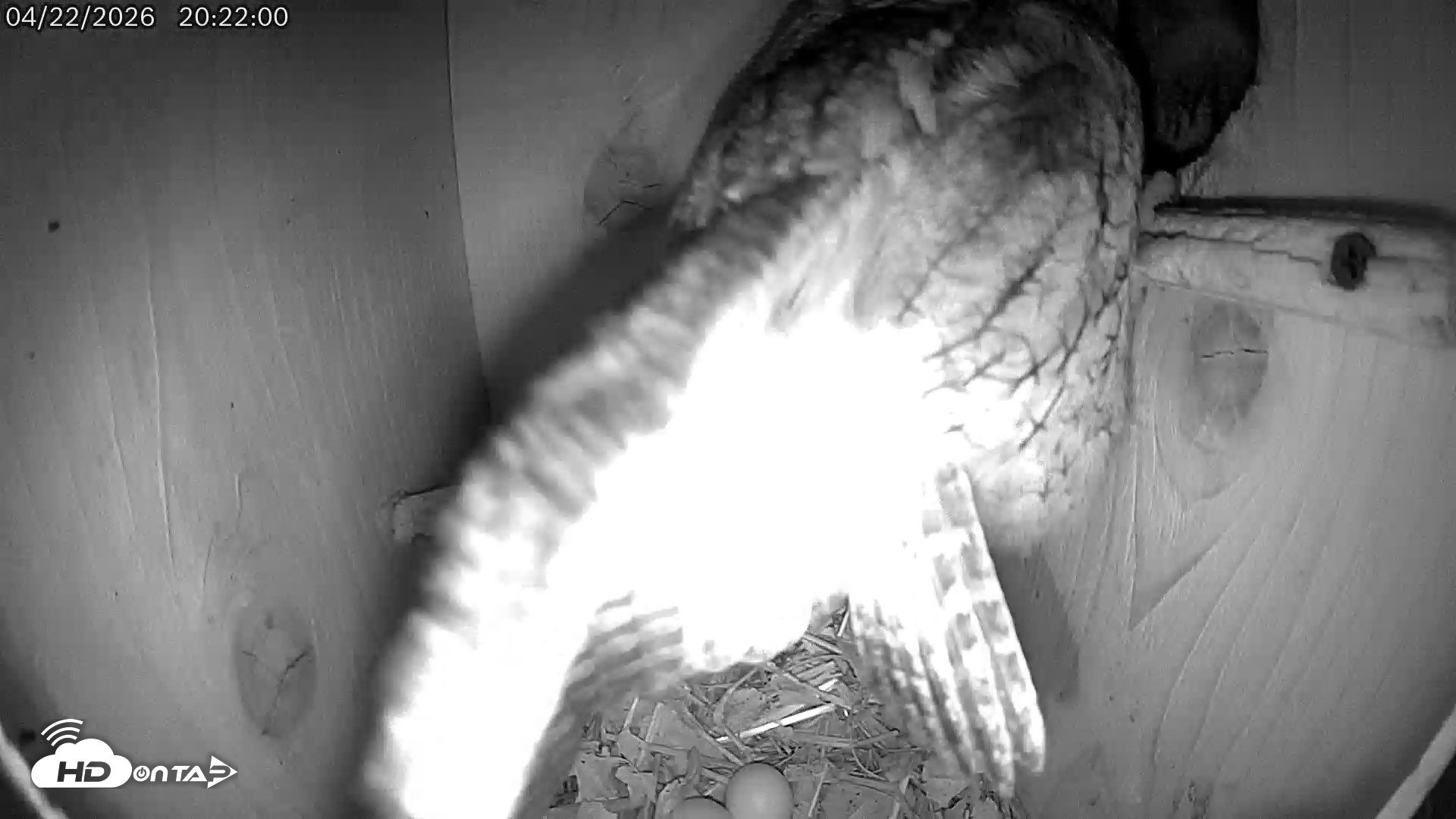 Snapshot of Eastern Screech Owl Live Cam taken Apr 22, 2026, 11:31pm CDT