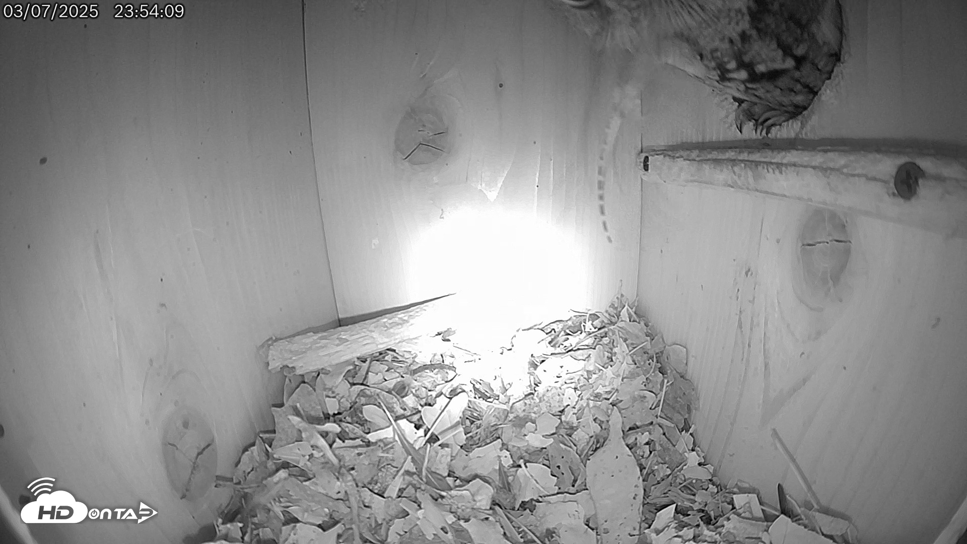 Snapshot of Eastern Screech Owl Live Cam taken Mar 8, 2025, 12:04am CST