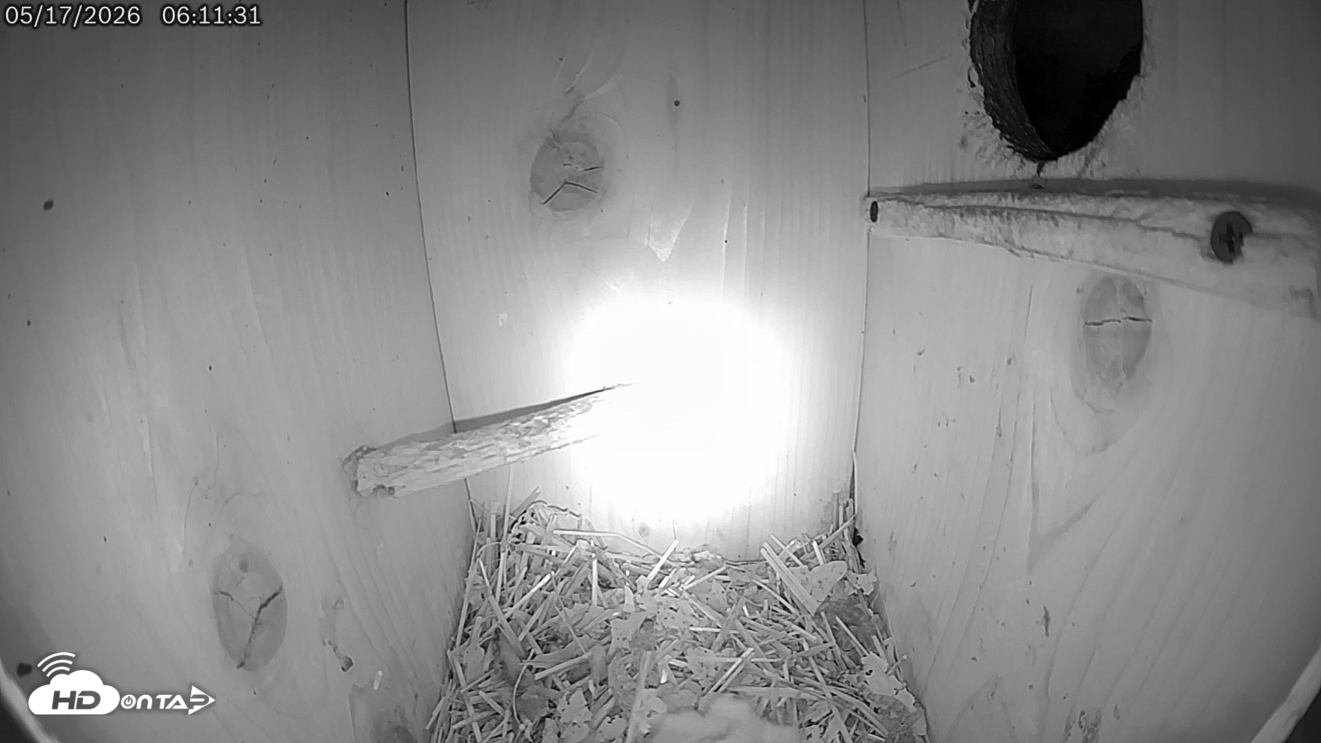 Snapshot of Eastern Screech Owl Live Cam taken May 17, 2026, 9:10am CDT