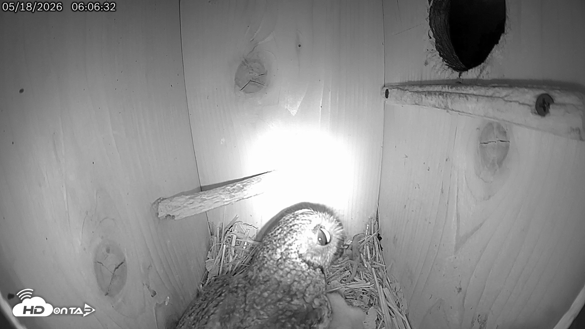 Snapshot of Eastern Screech Owl Live Cam taken May 18, 2026, 6:09am CDT