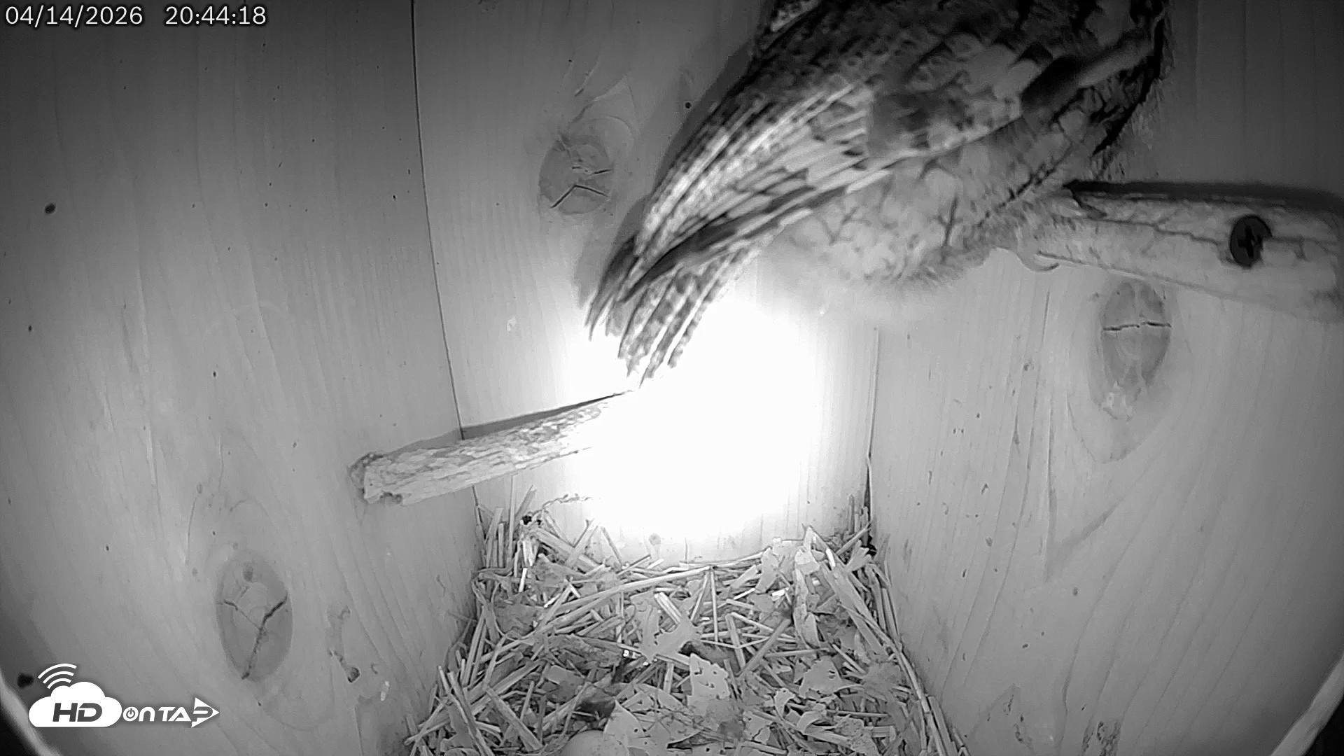 Snapshot of Eastern Screech Owl Live Cam taken Apr 15, 2026, 1:48am CDT