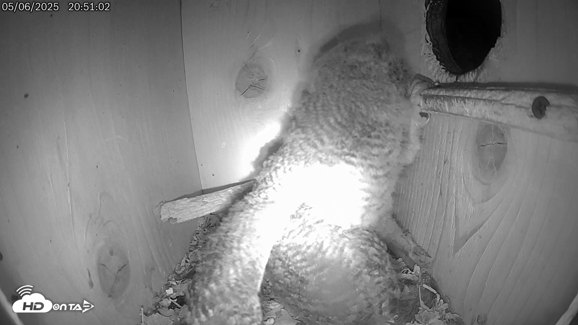 Snapshot of Eastern Screech Owl Live Cam taken May 6, 2025, 9:08pm CDT