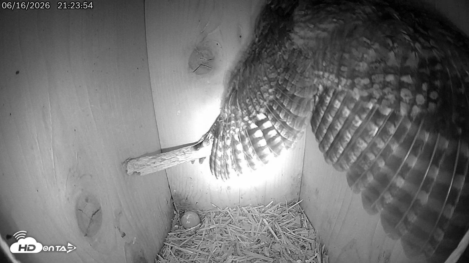 Snapshot of Eastern Screech Owl Live Cam taken Jun 16, 2026, 9:25pm CDT