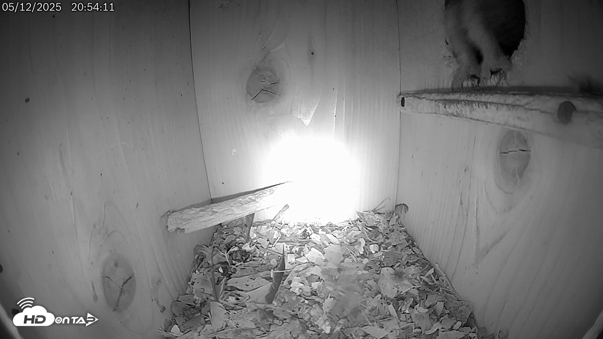 Snapshot of Eastern Screech Owl Live Cam taken May 12, 2025, 9:00pm CDT