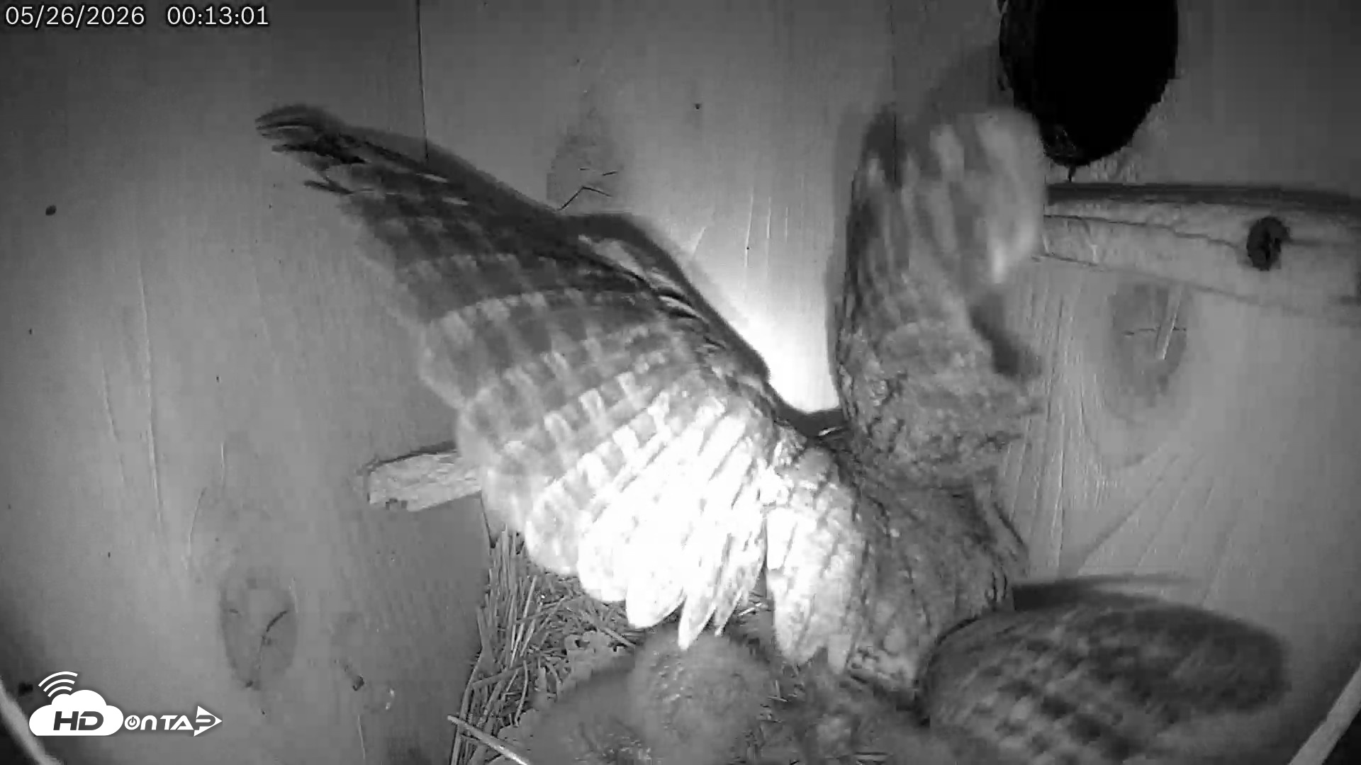 Snapshot of Eastern Screech Owl Live Cam taken May 26, 2026, 3:45am CDT