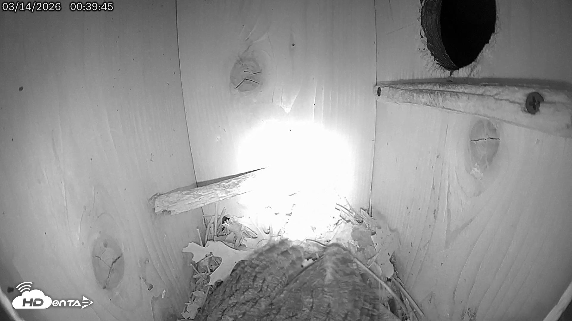 Snapshot of Eastern Screech Owl Live Cam taken Mar 14, 2026, 6:34am CDT