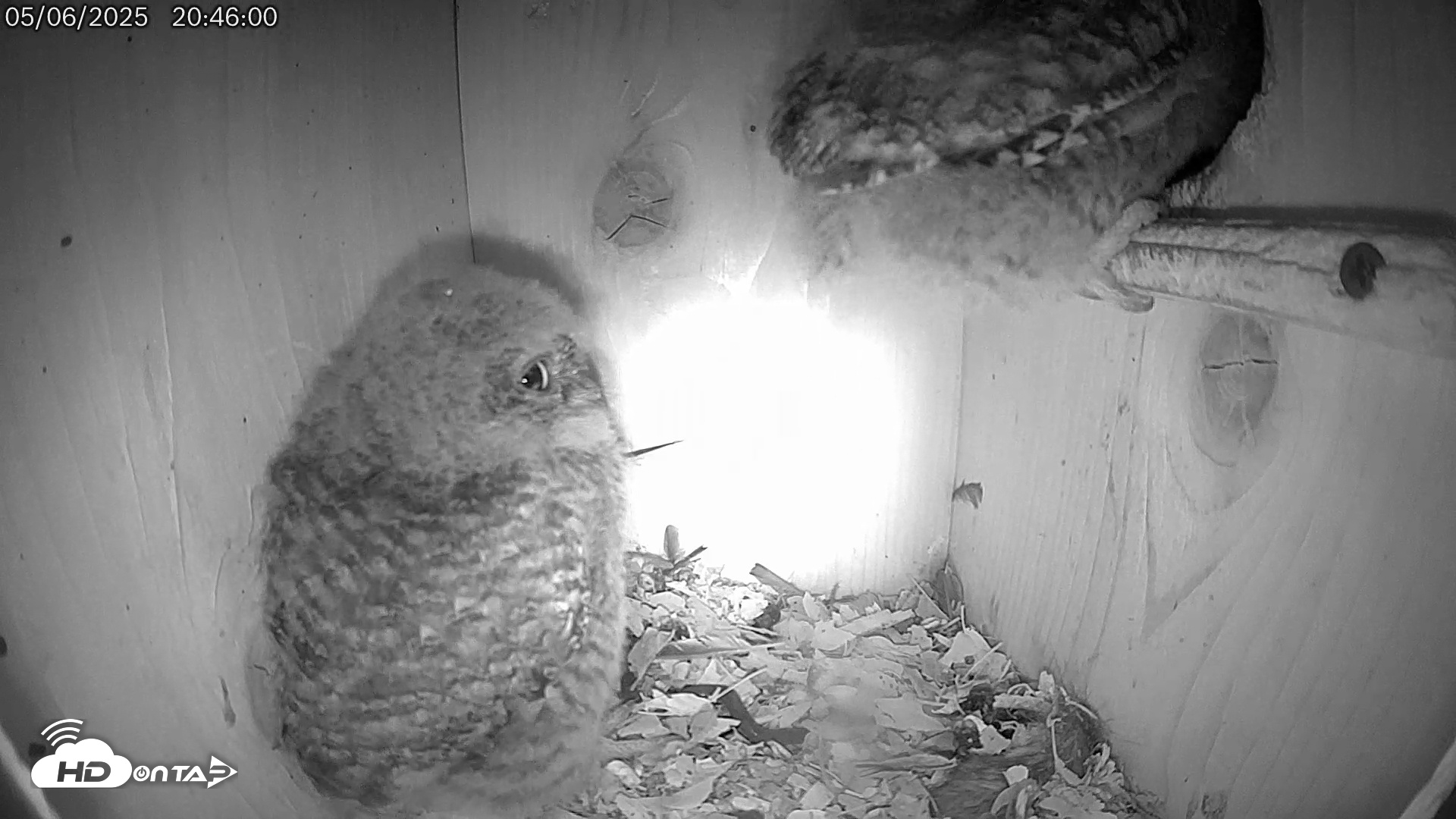 Snapshot of Eastern Screech Owl Live Cam taken May 6, 2025, 8:59pm CDT