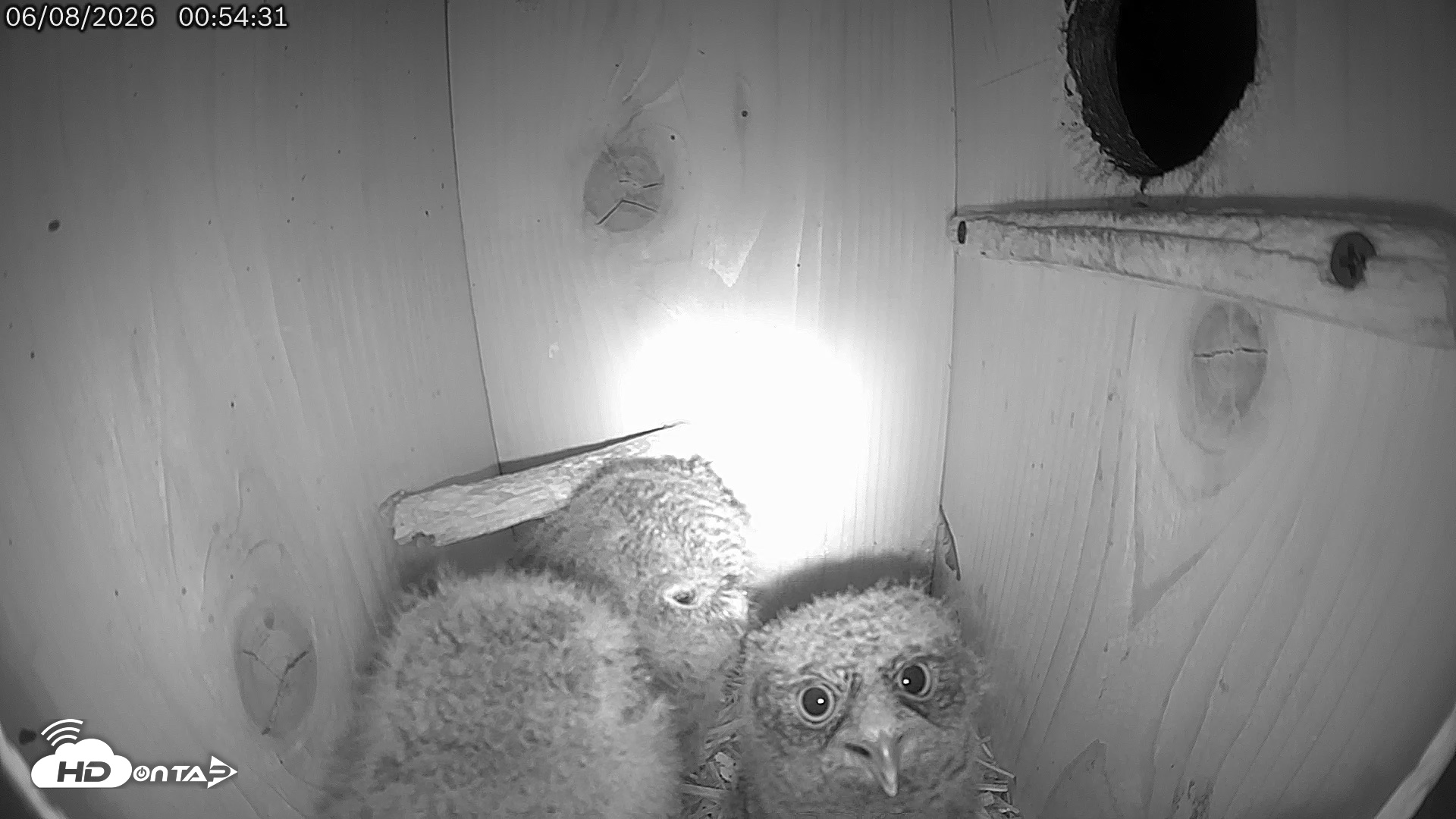 Snapshot of Eastern Screech Owl Live Cam taken Jun 8, 2026, 12:57am CDT