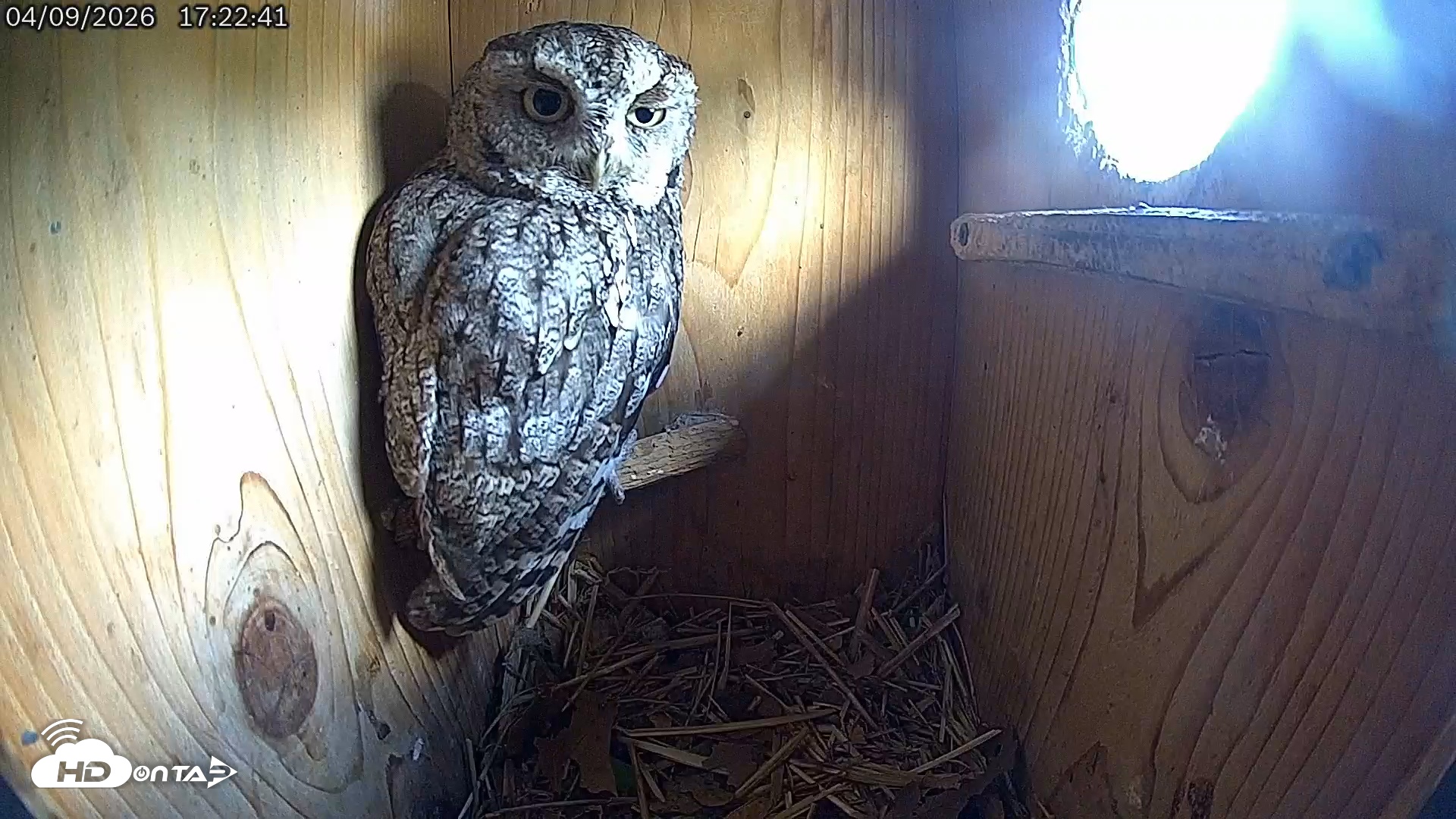 Snapshot of Eastern Screech Owl Live Cam taken Apr 9, 2026, 5:27pm CDT