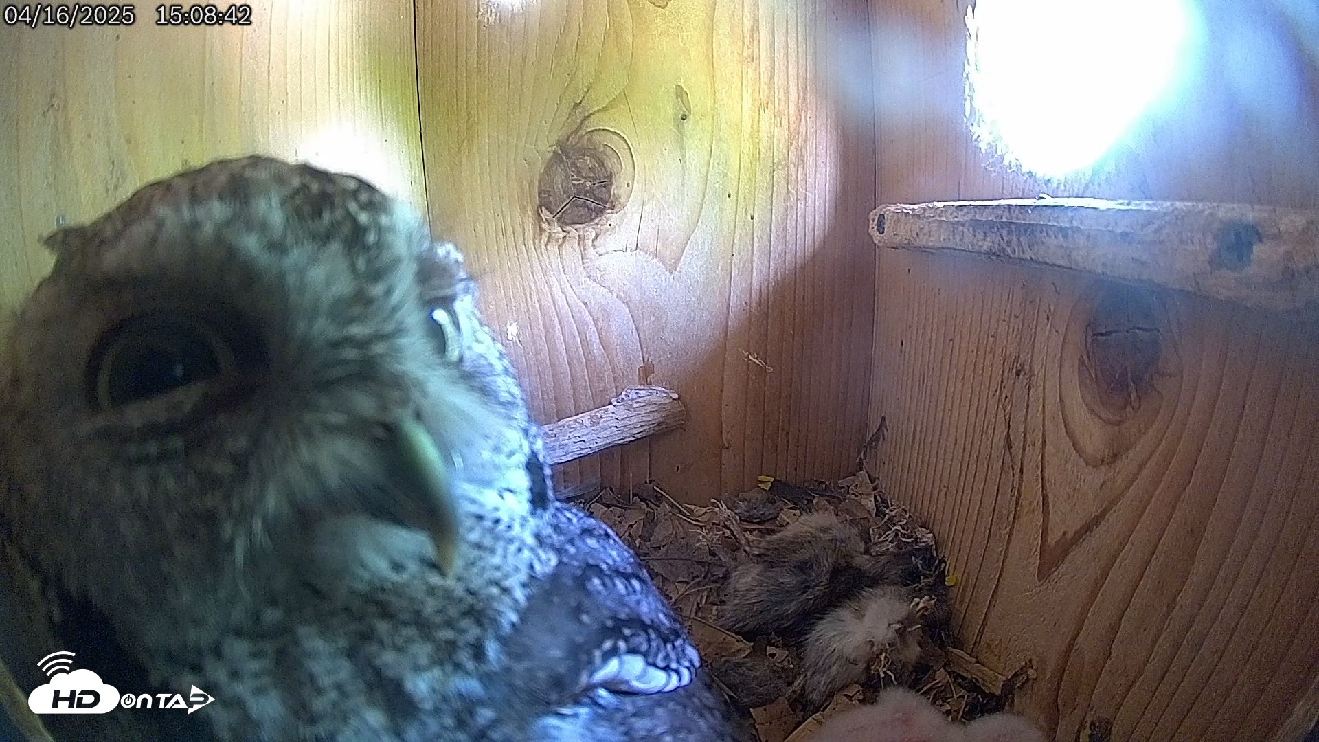 Snapshot of Eastern Screech Owl Live Cam taken Apr 16, 2025, 3:10pm CDT